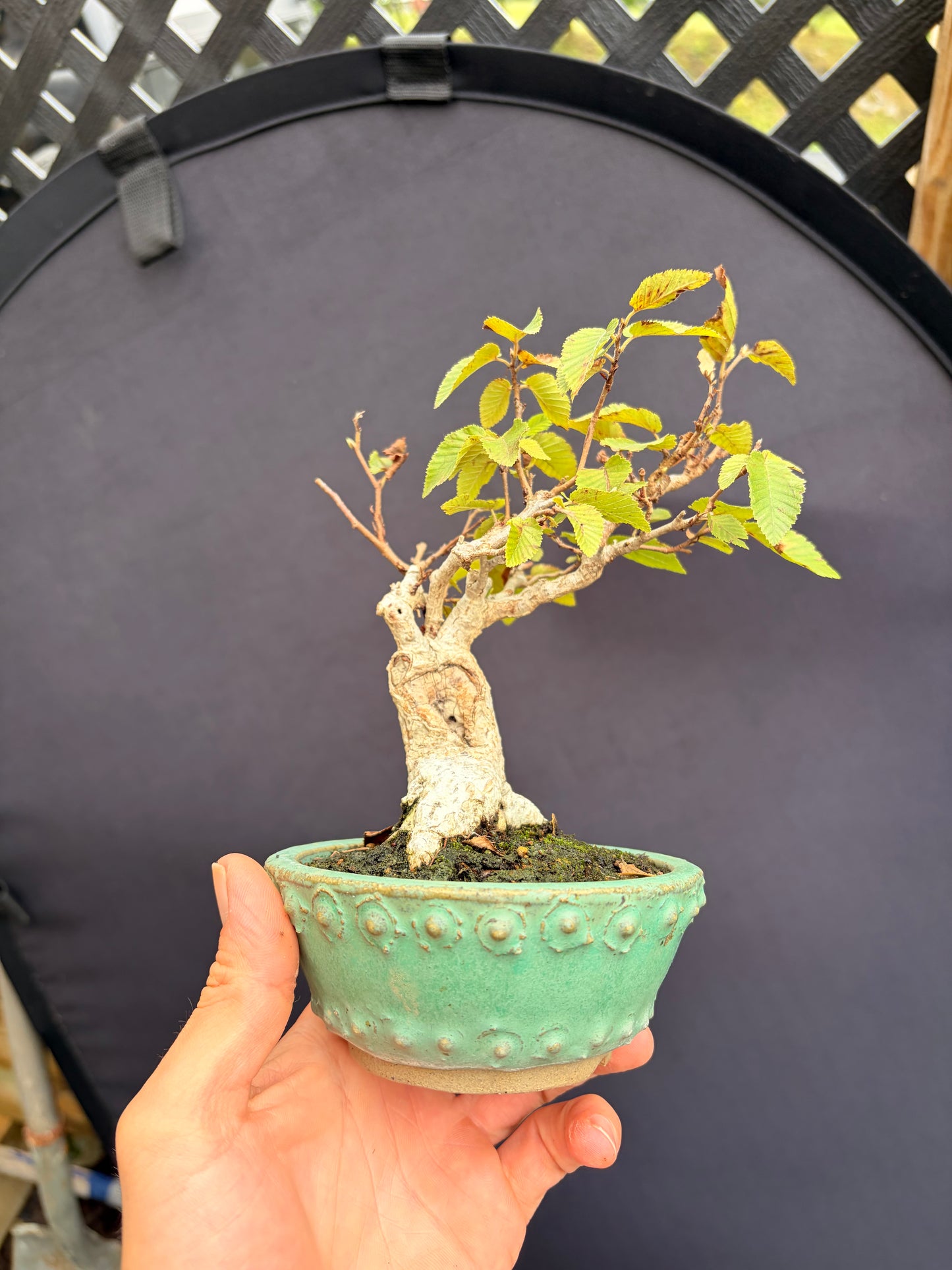 Korean hornbeam mame