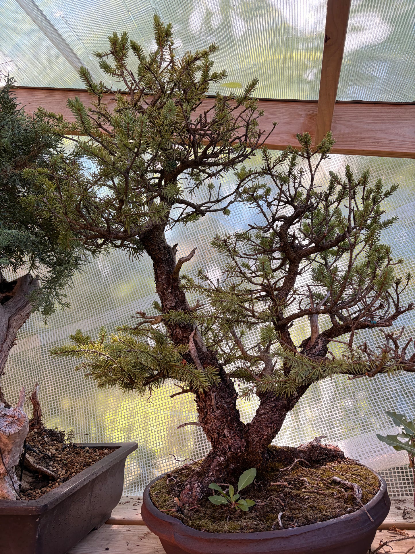 Spruce Ron lang pot