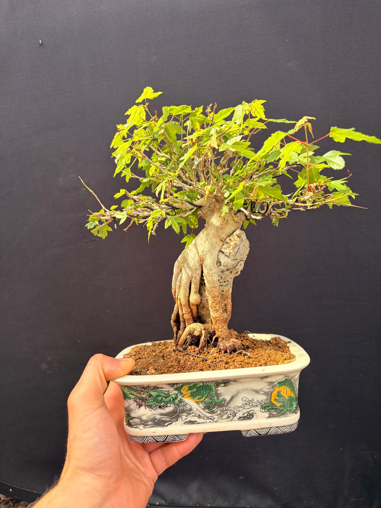 Trident maple root over rock