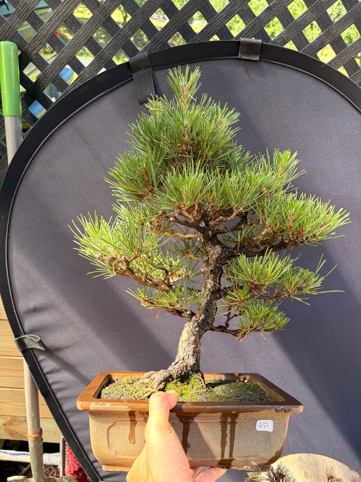 Japanese black pine