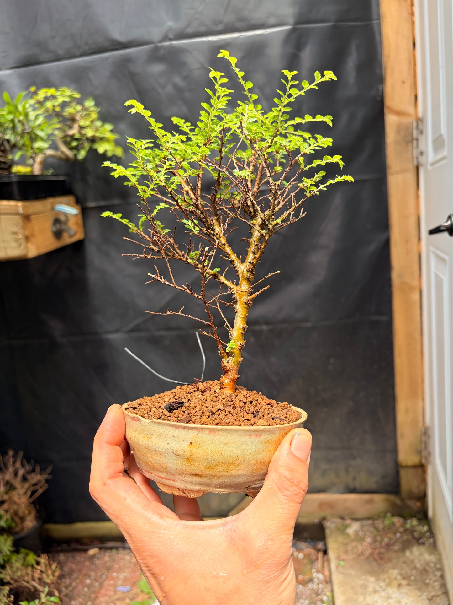 Seiju chinese elm