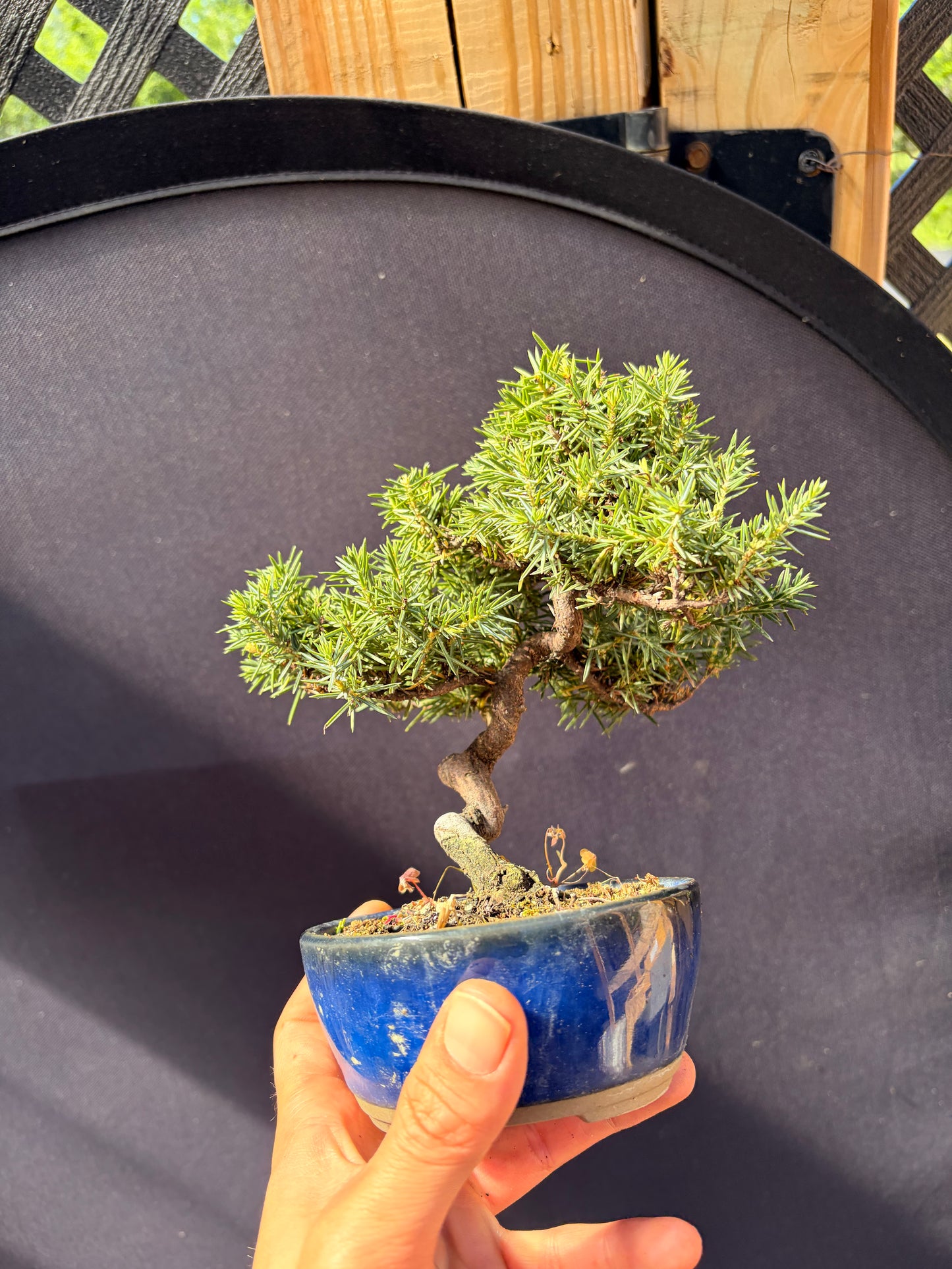 Dwarf Tosho needle juniper