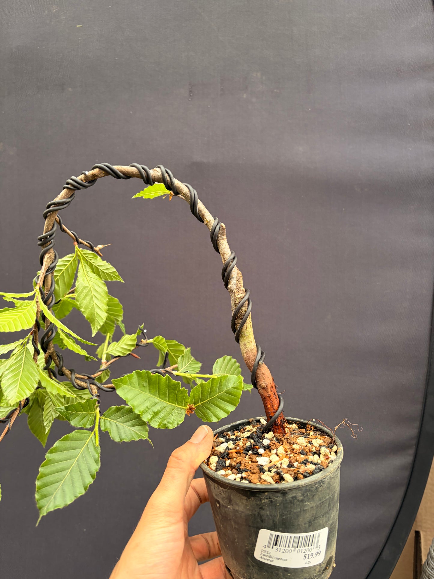 Japanese hornbeam