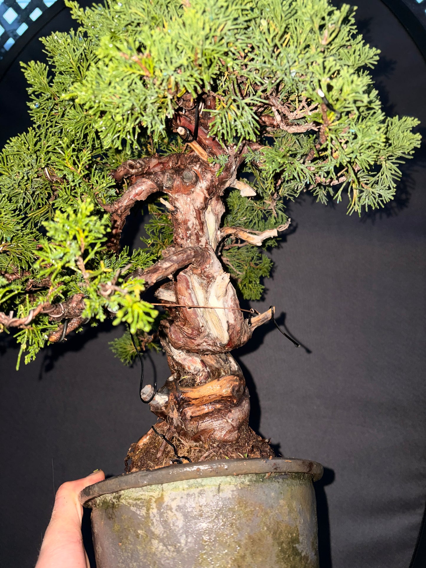 Shimpaku juniper itoigawa