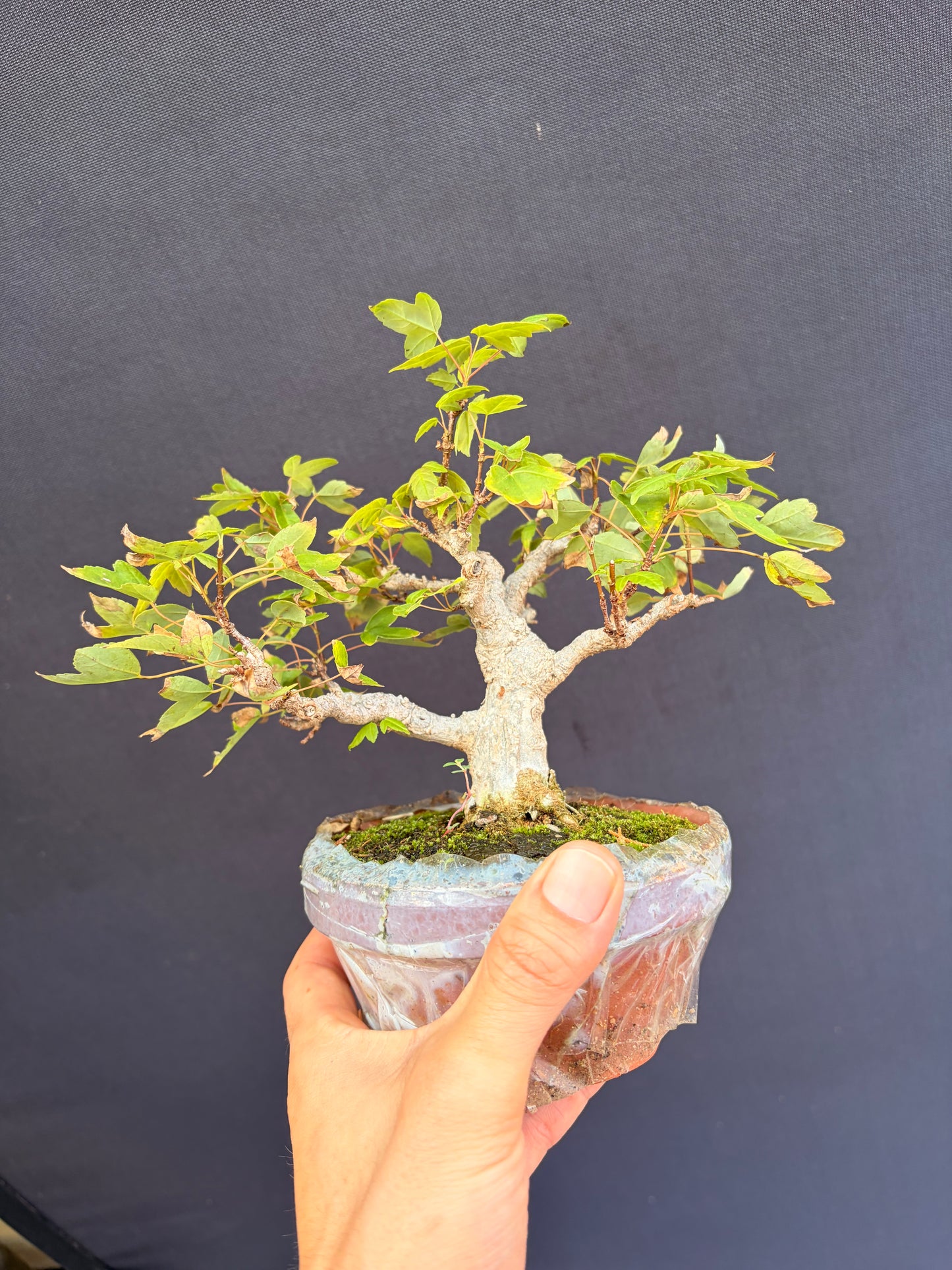 Trident maple