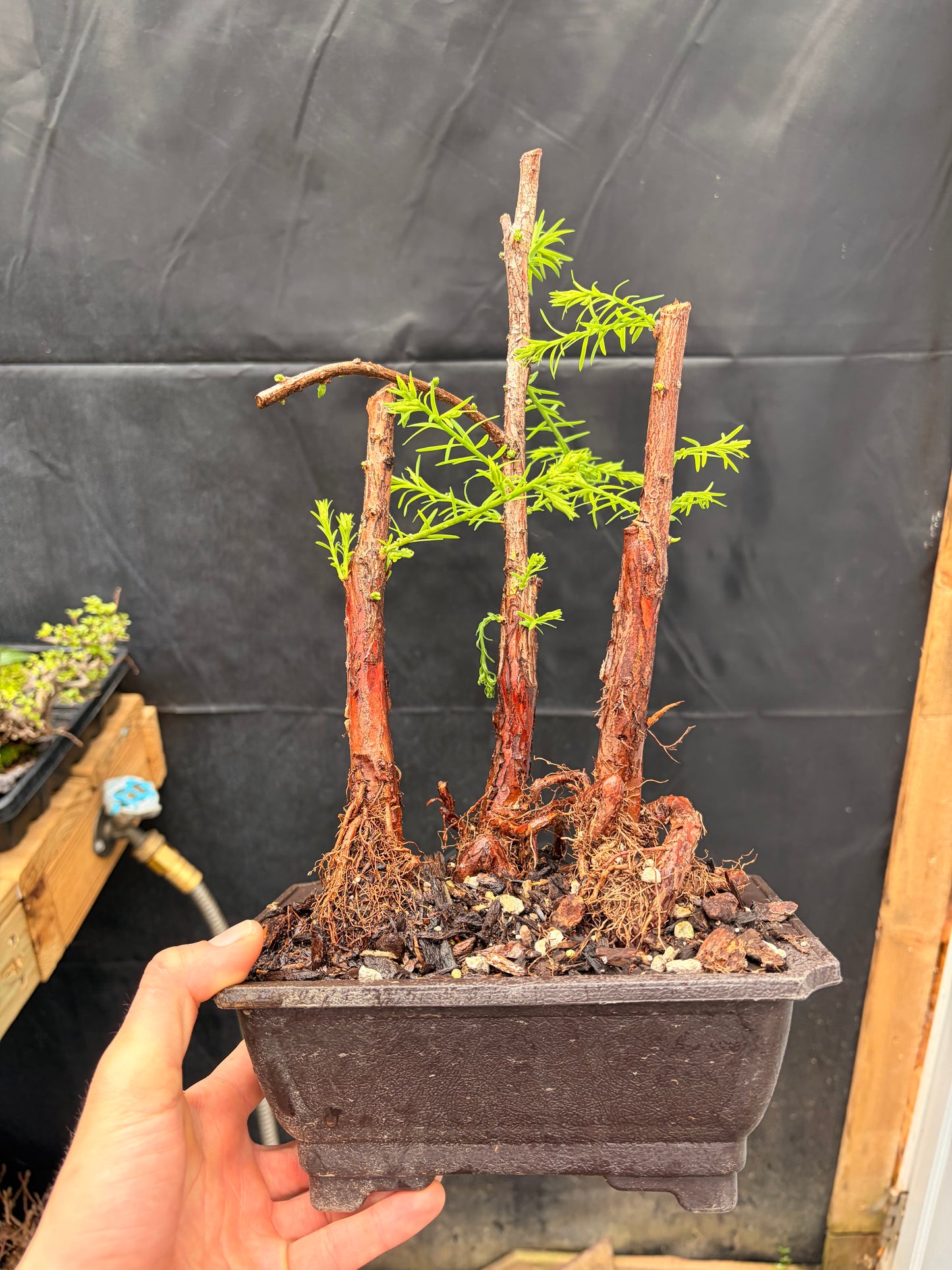 Bald cypress trio falling waters