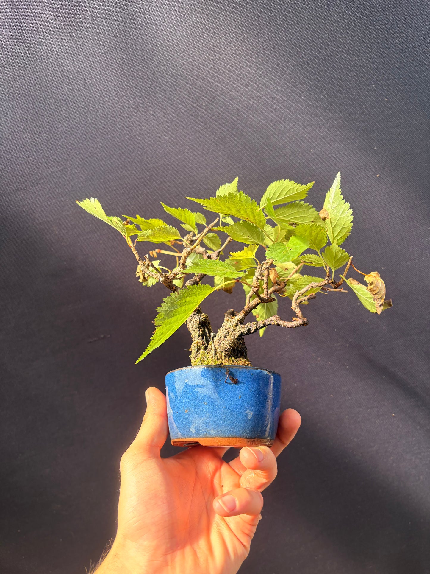 Ume