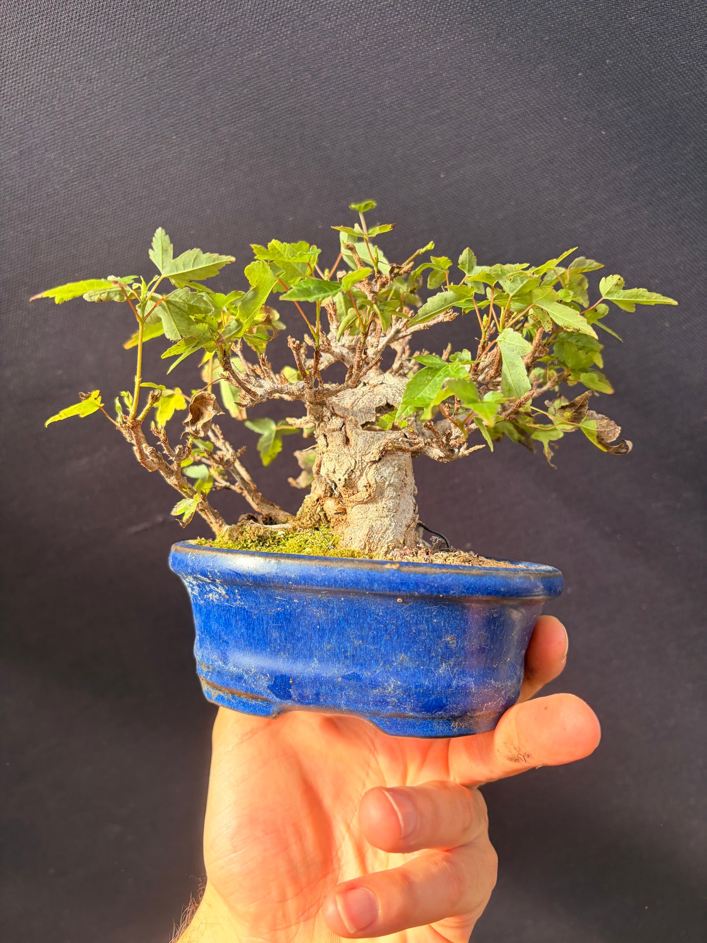 Trident maple