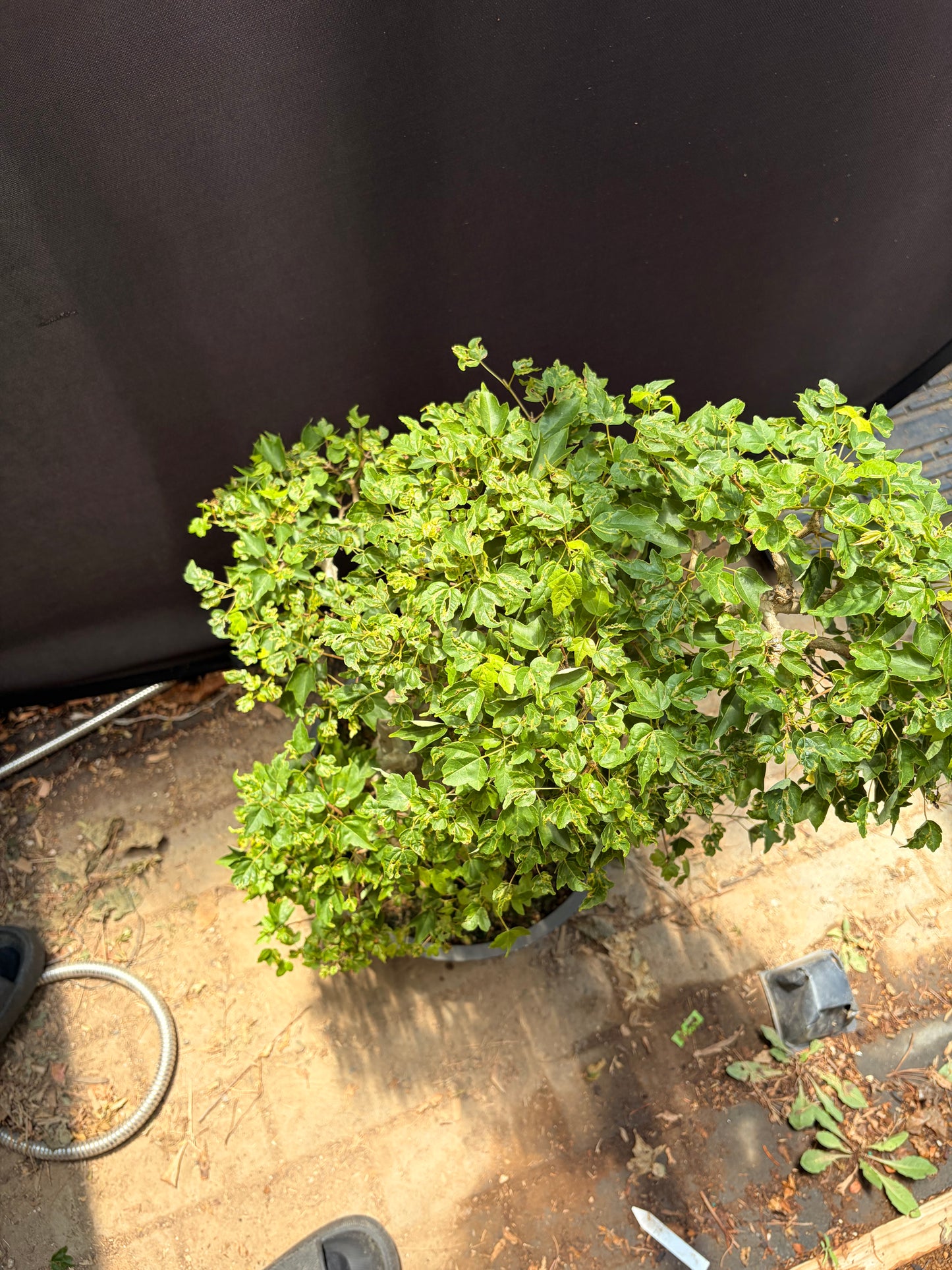 Trident maple