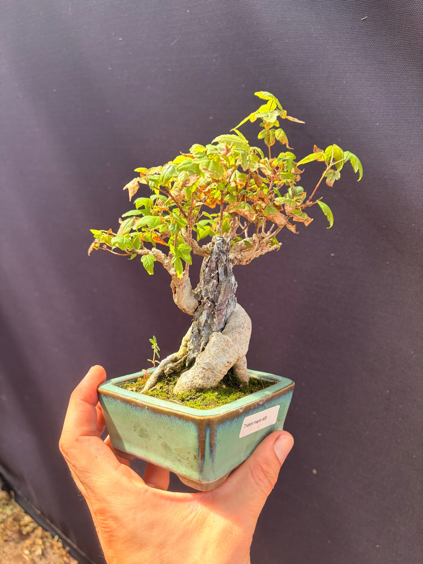 Trident maple