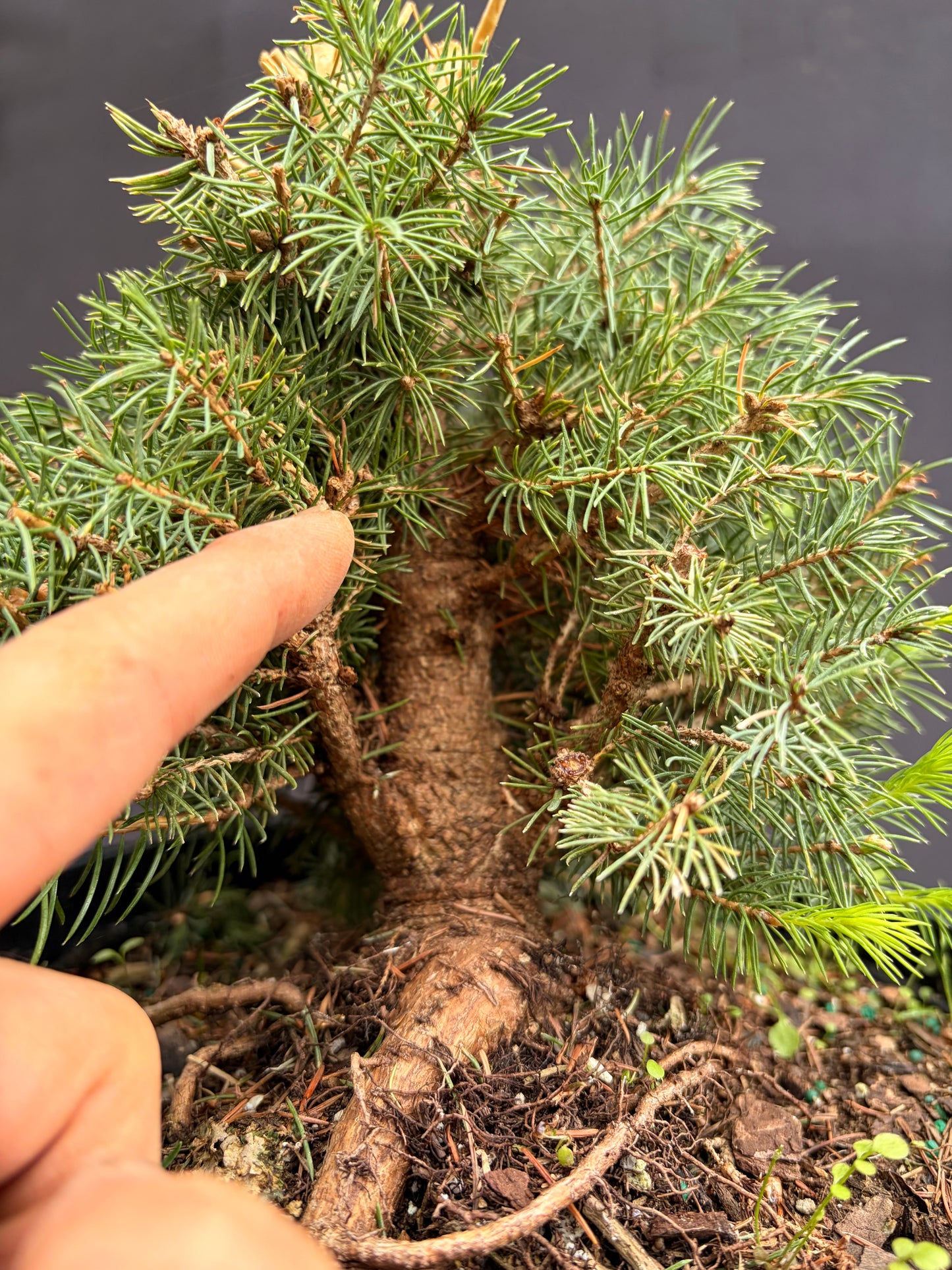 Dwarf Alberta spruce