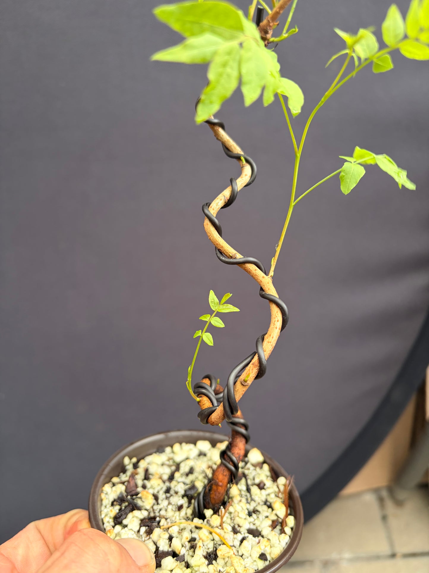 Chinese pistachio