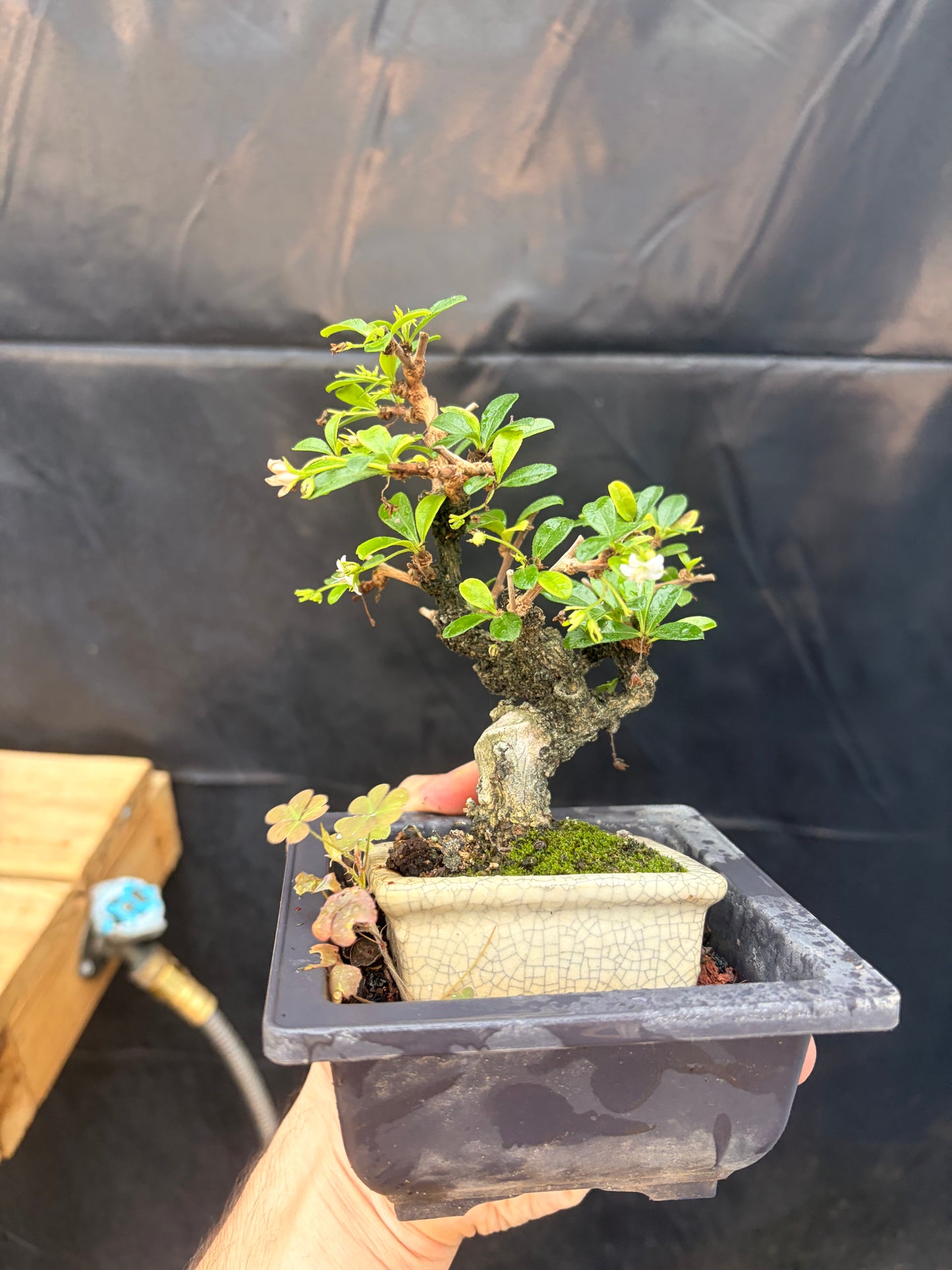 Fukien tea tree