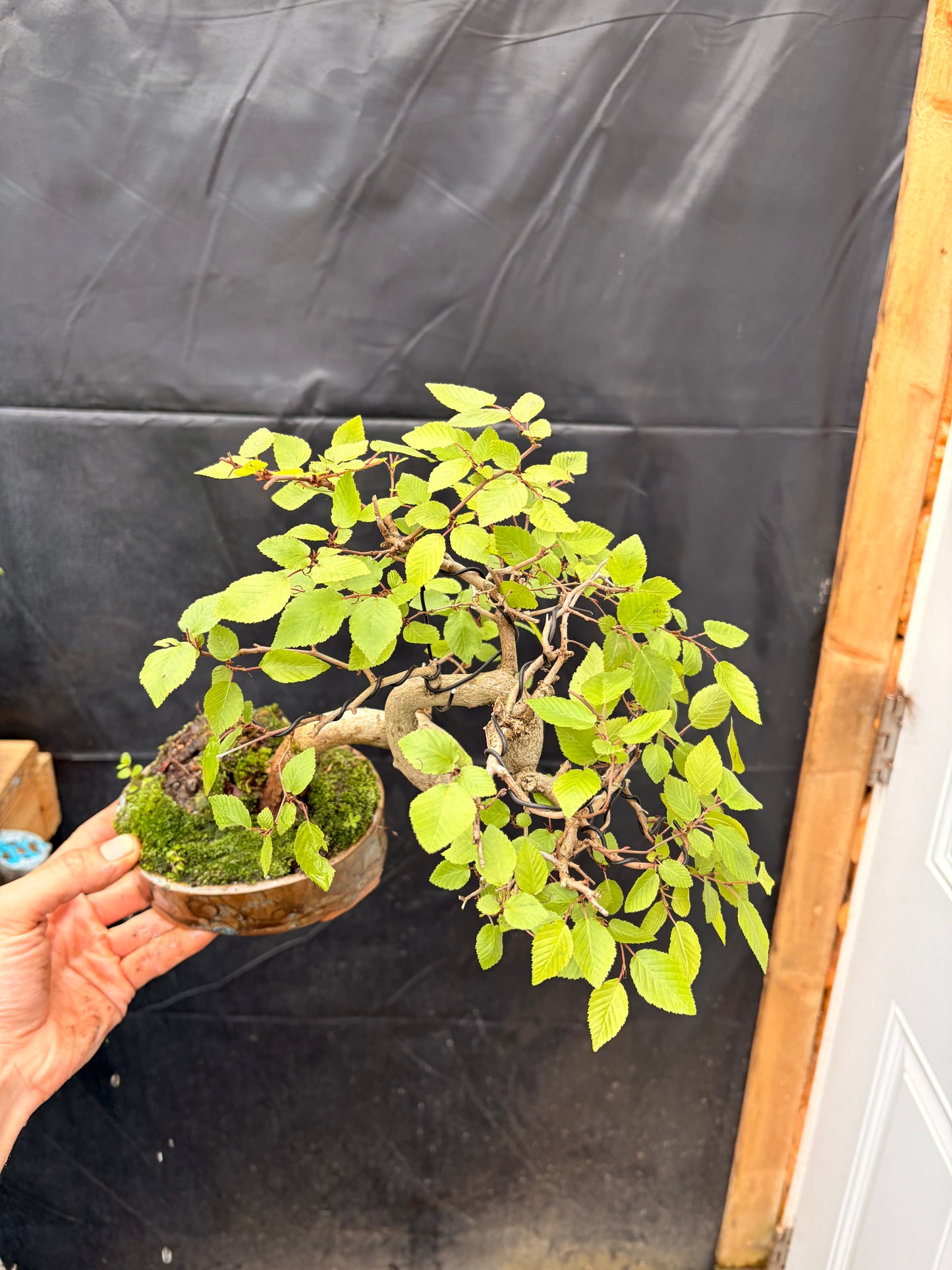Korean hornbeam