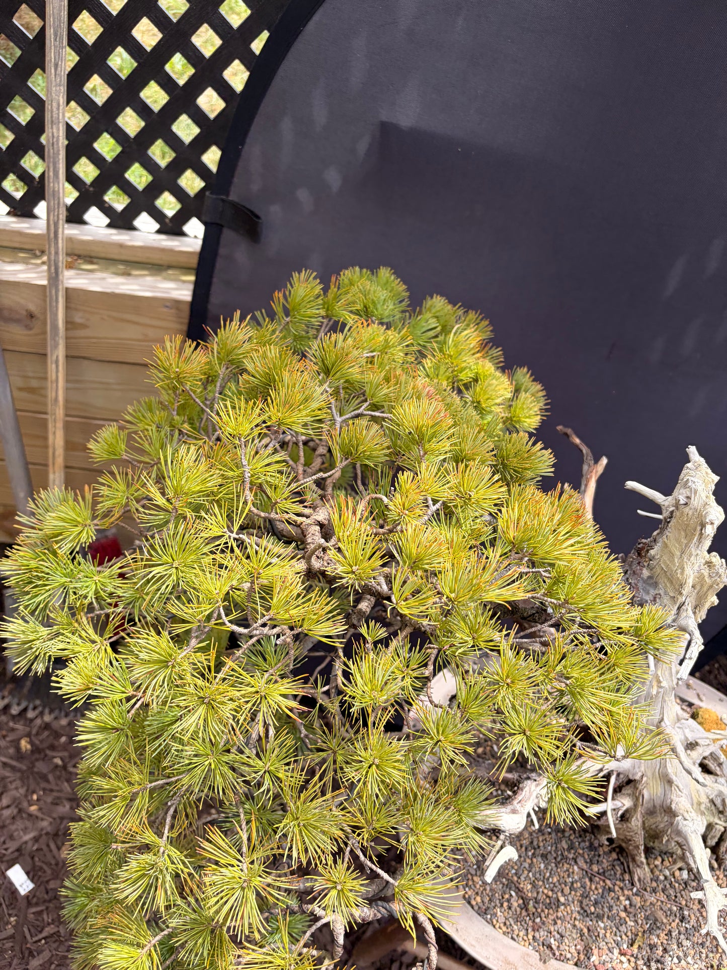 Japanese white pine ungrafted
