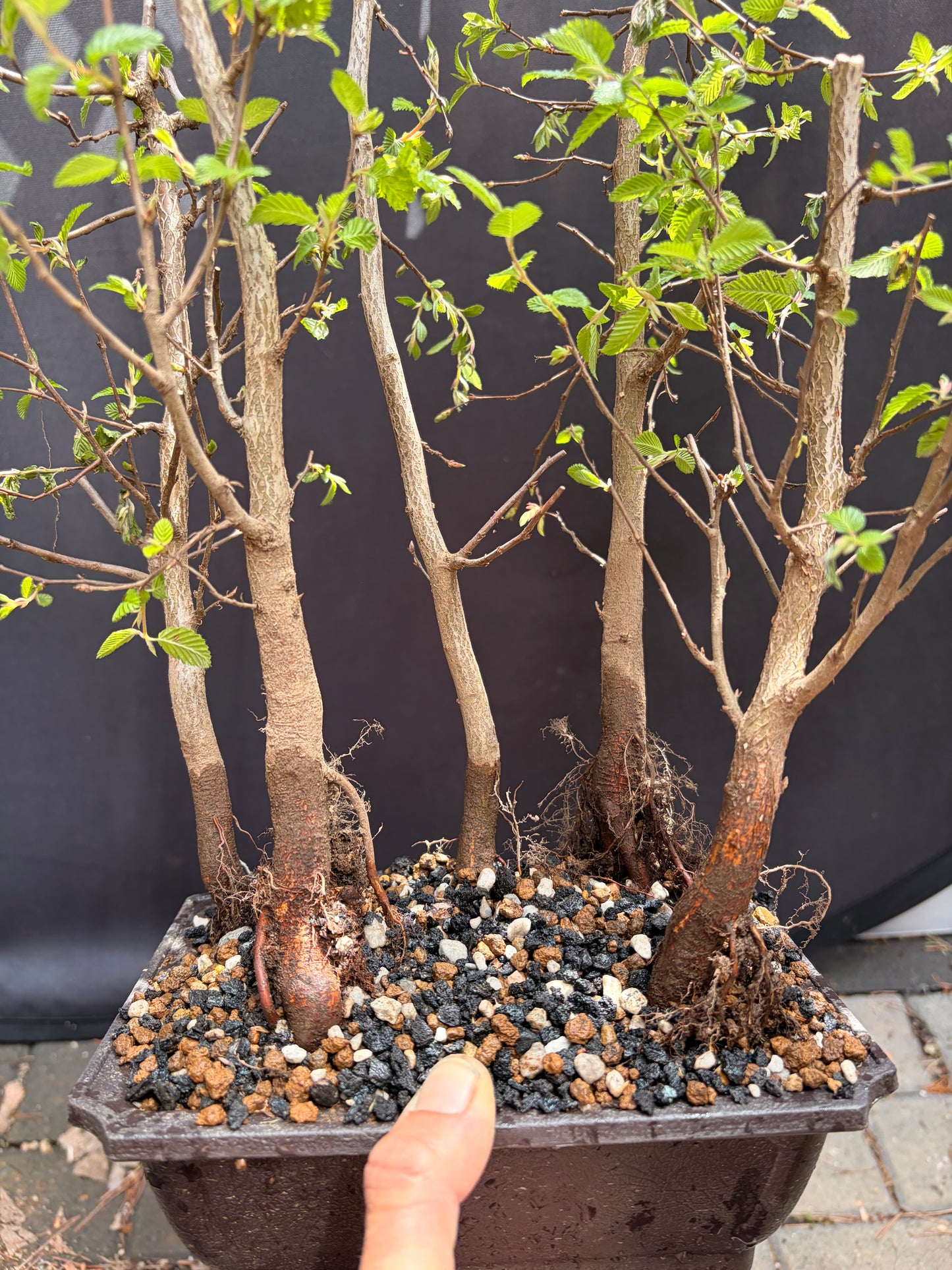 Korean hornbeam forest