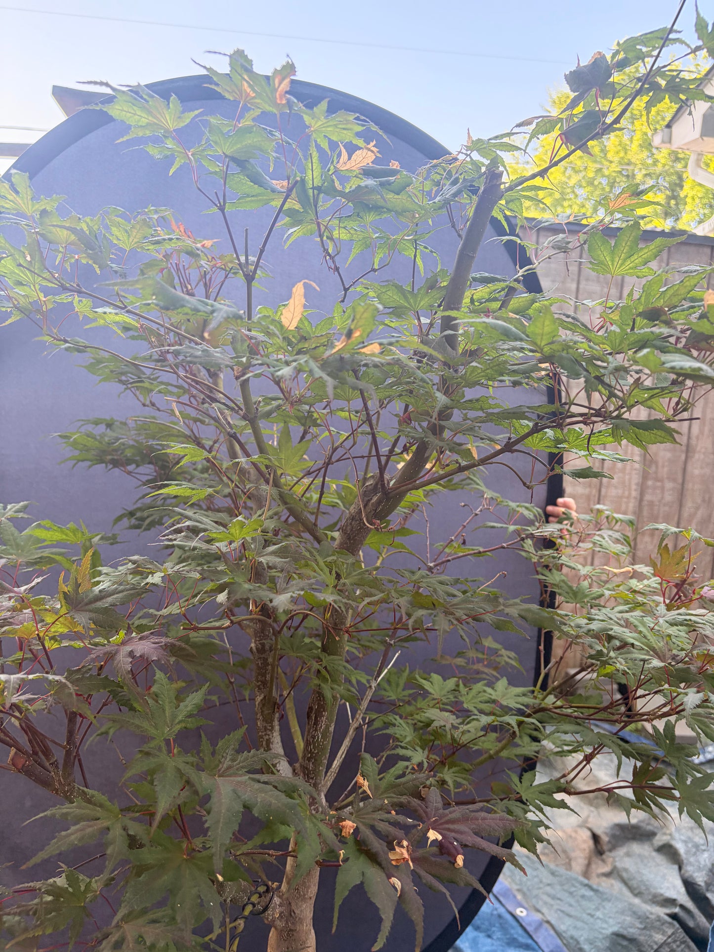 Japanese maple purple ghost