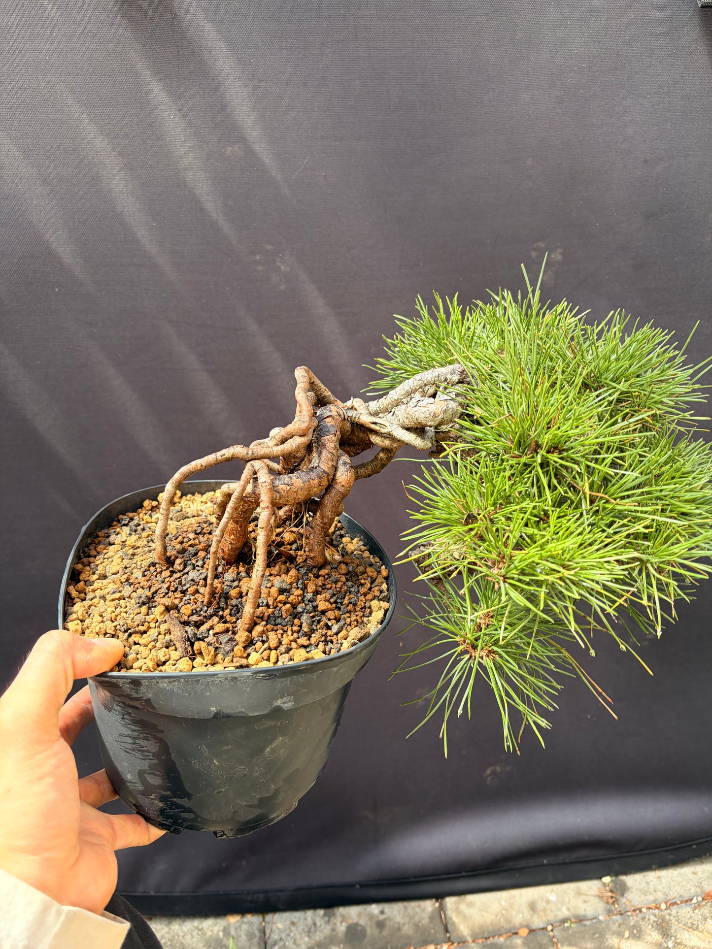 Japanese black pine exposed roots