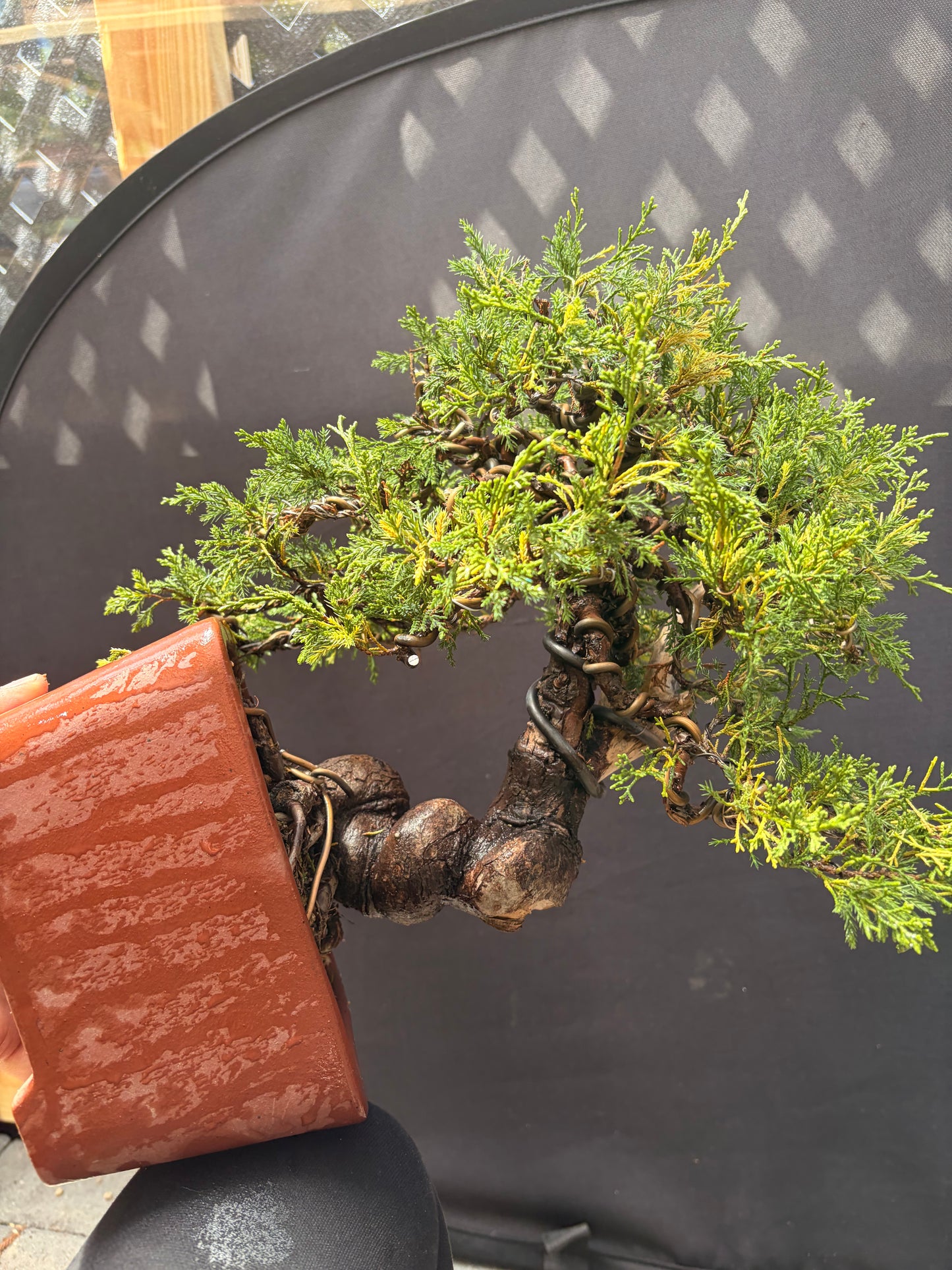 Shimpaku juniper itoigawa