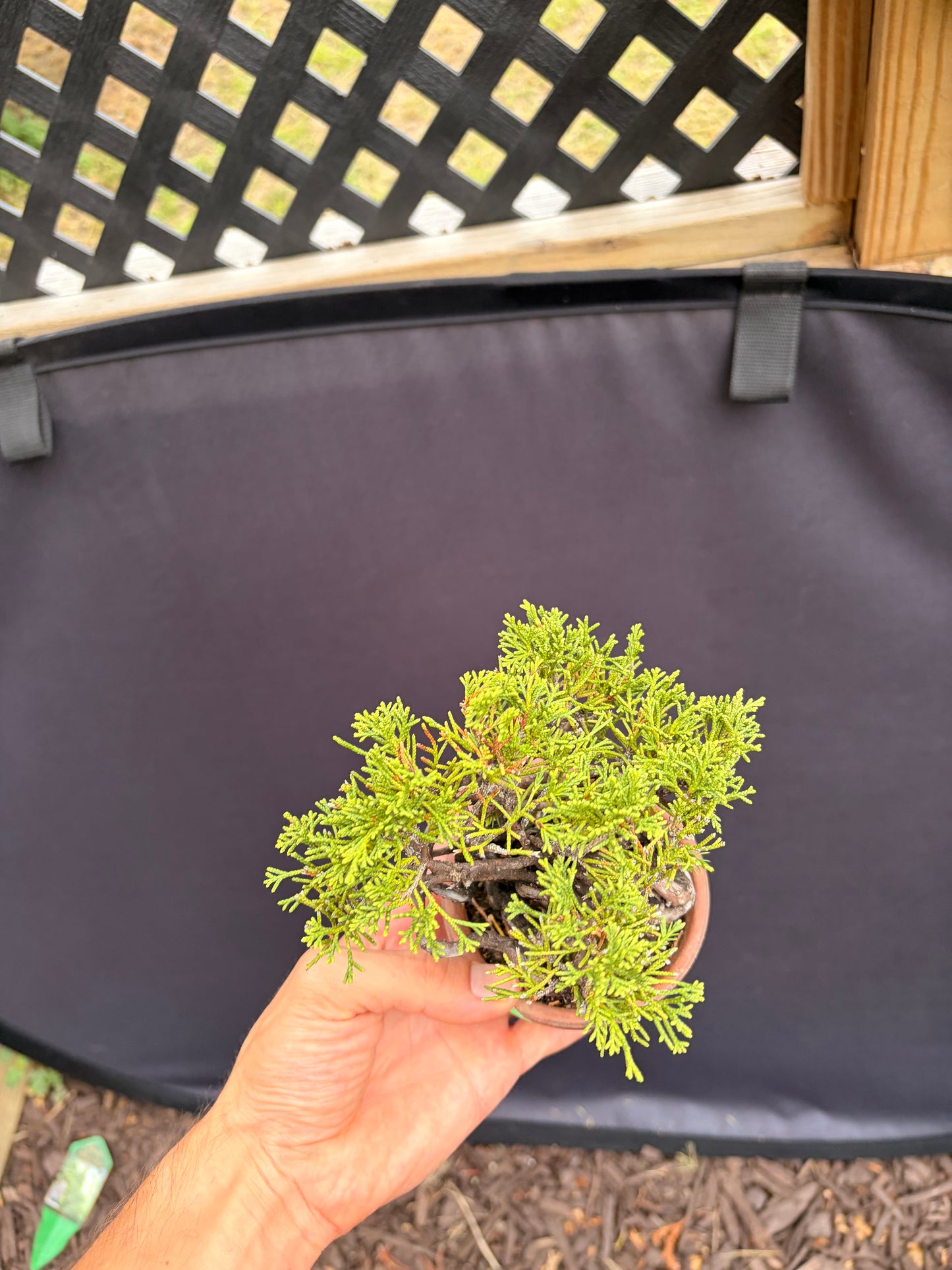 Shimpaku juniper
