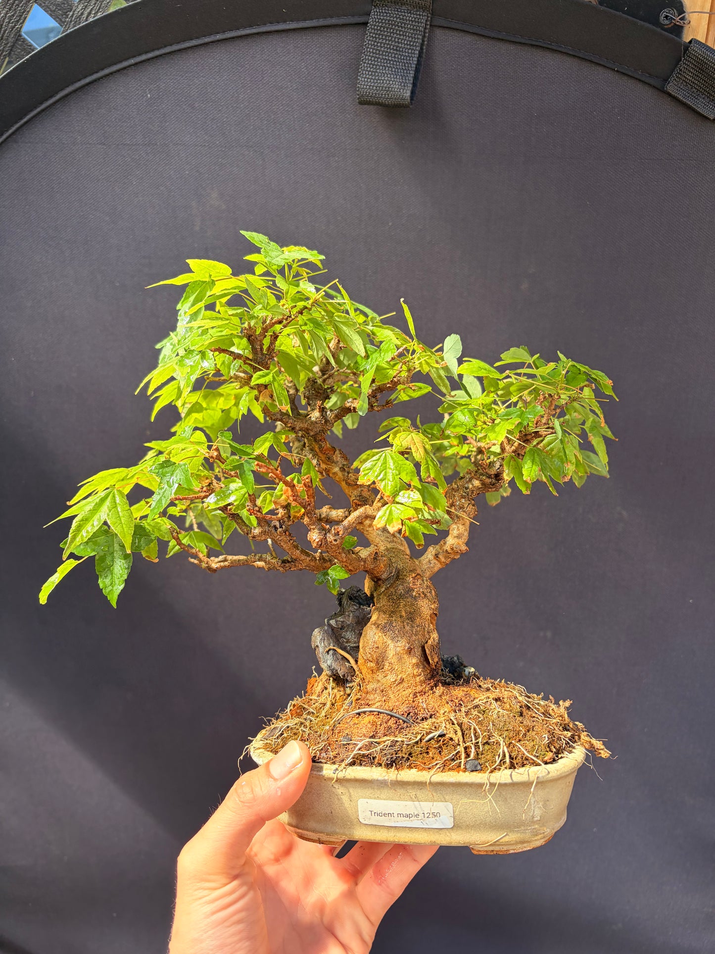 Trident maple root over rock