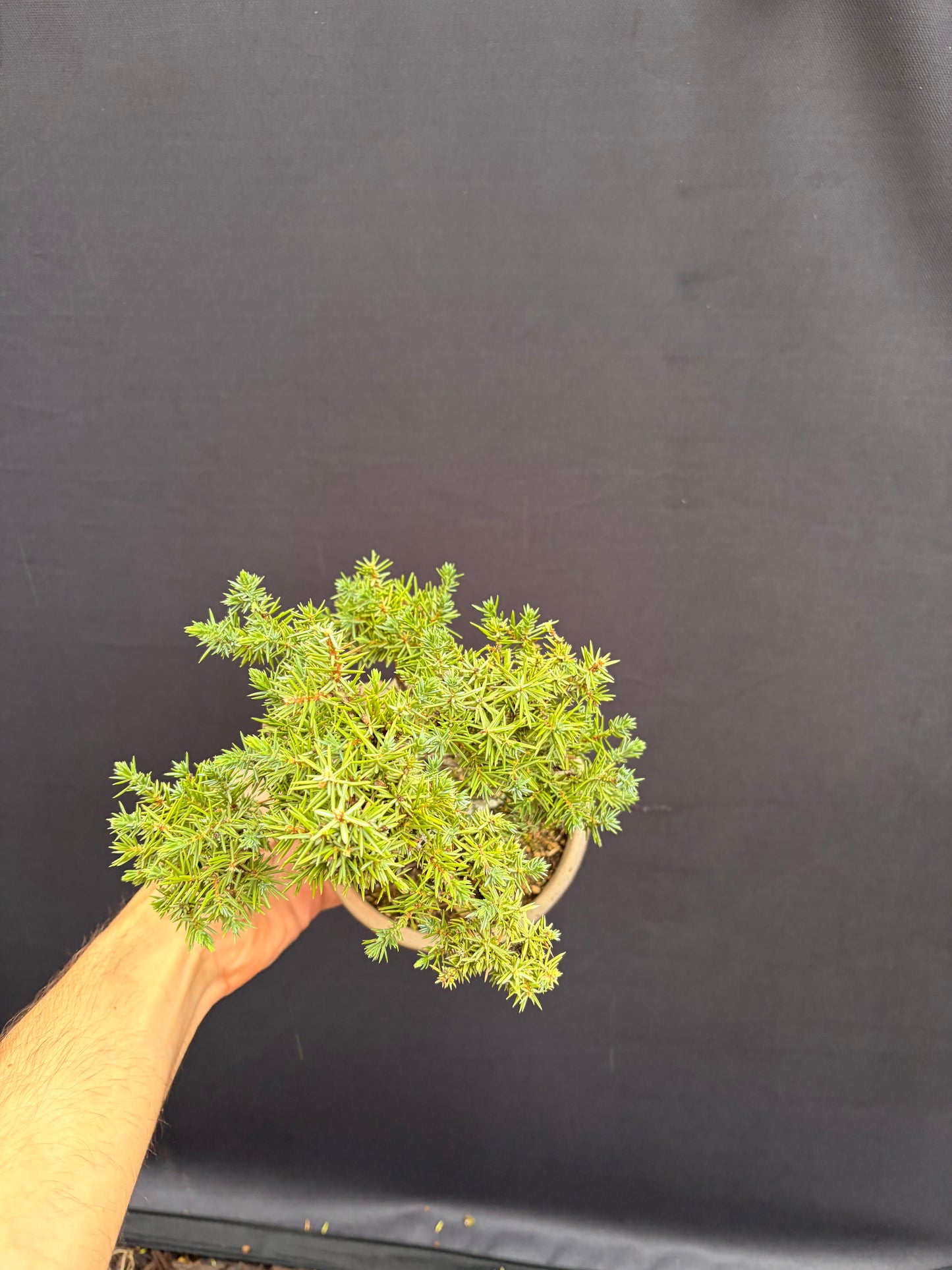 Tosho needle juniper
