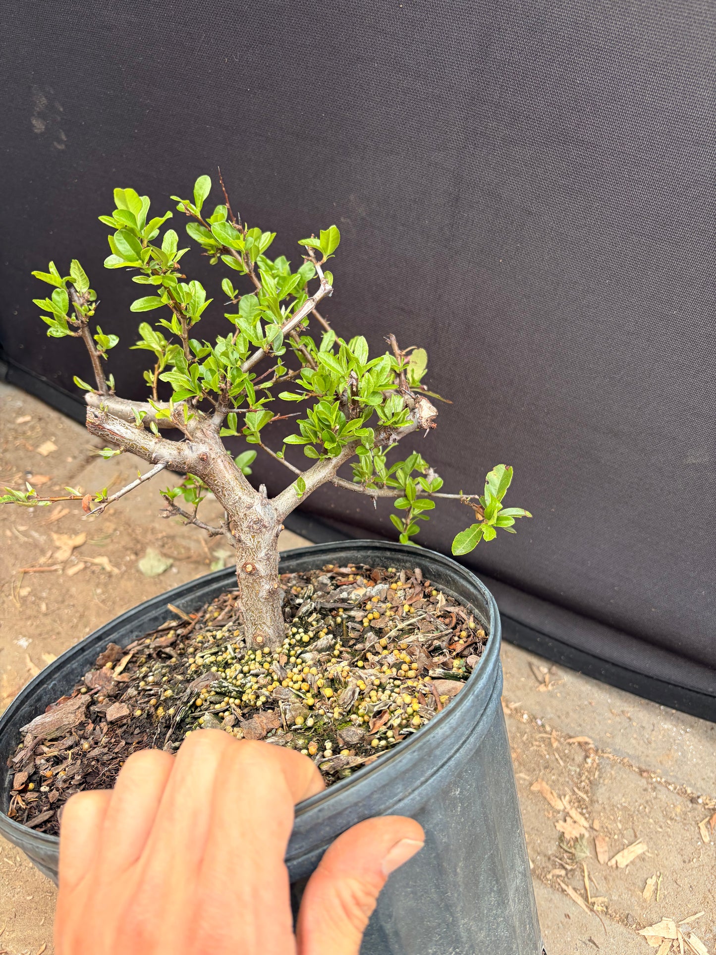 Dwarf pyracantha