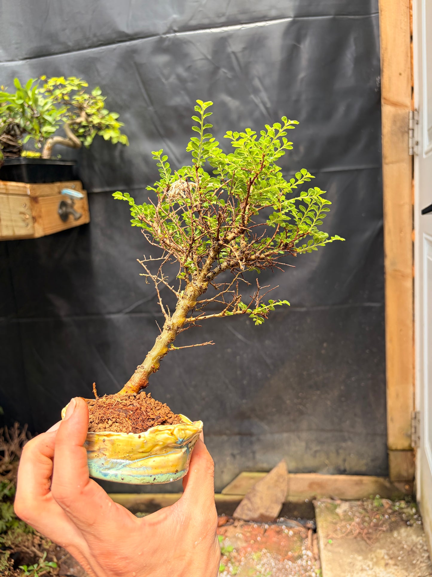 Seiju chinese elm