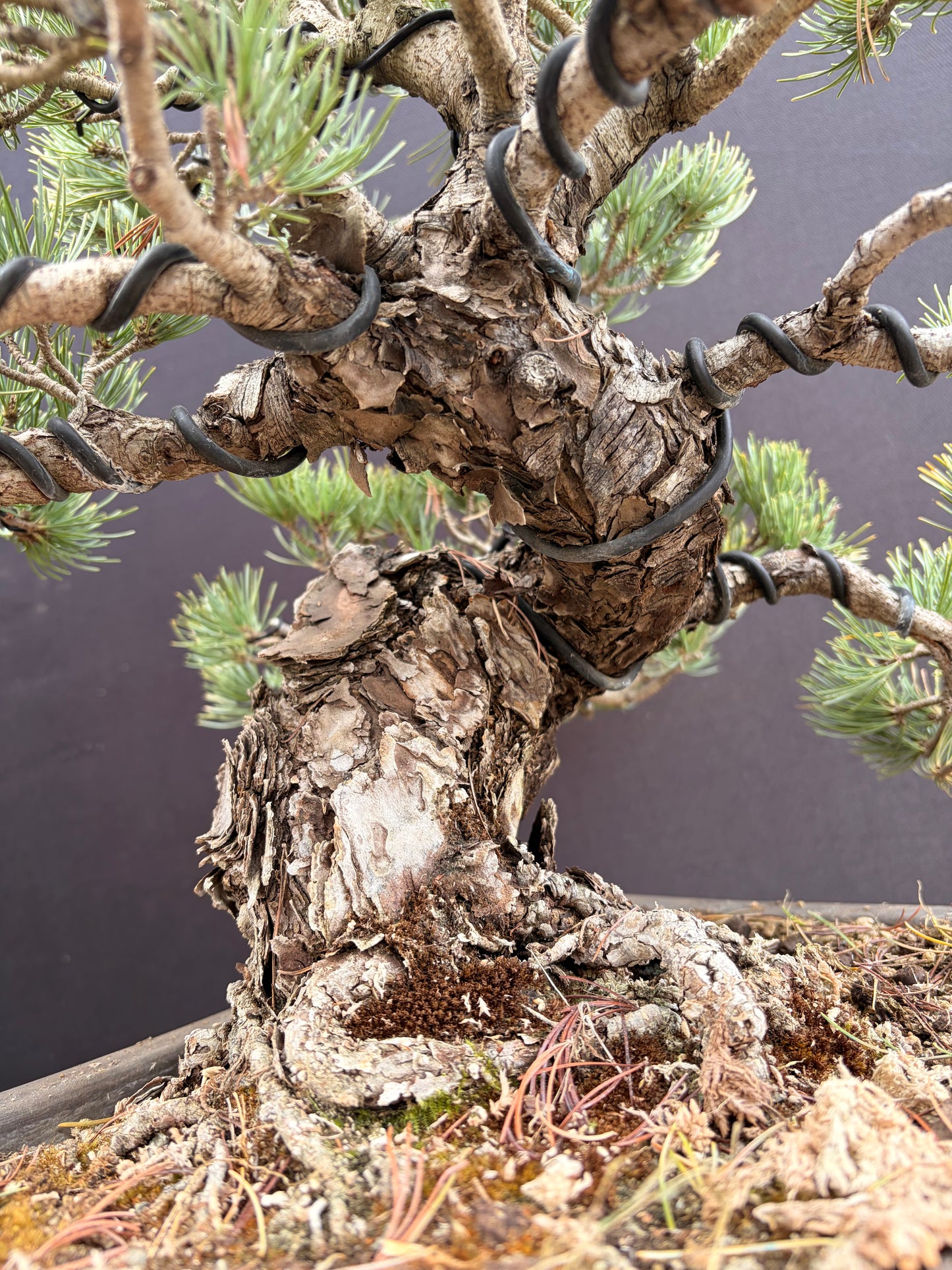 Japanese 5 needle pine