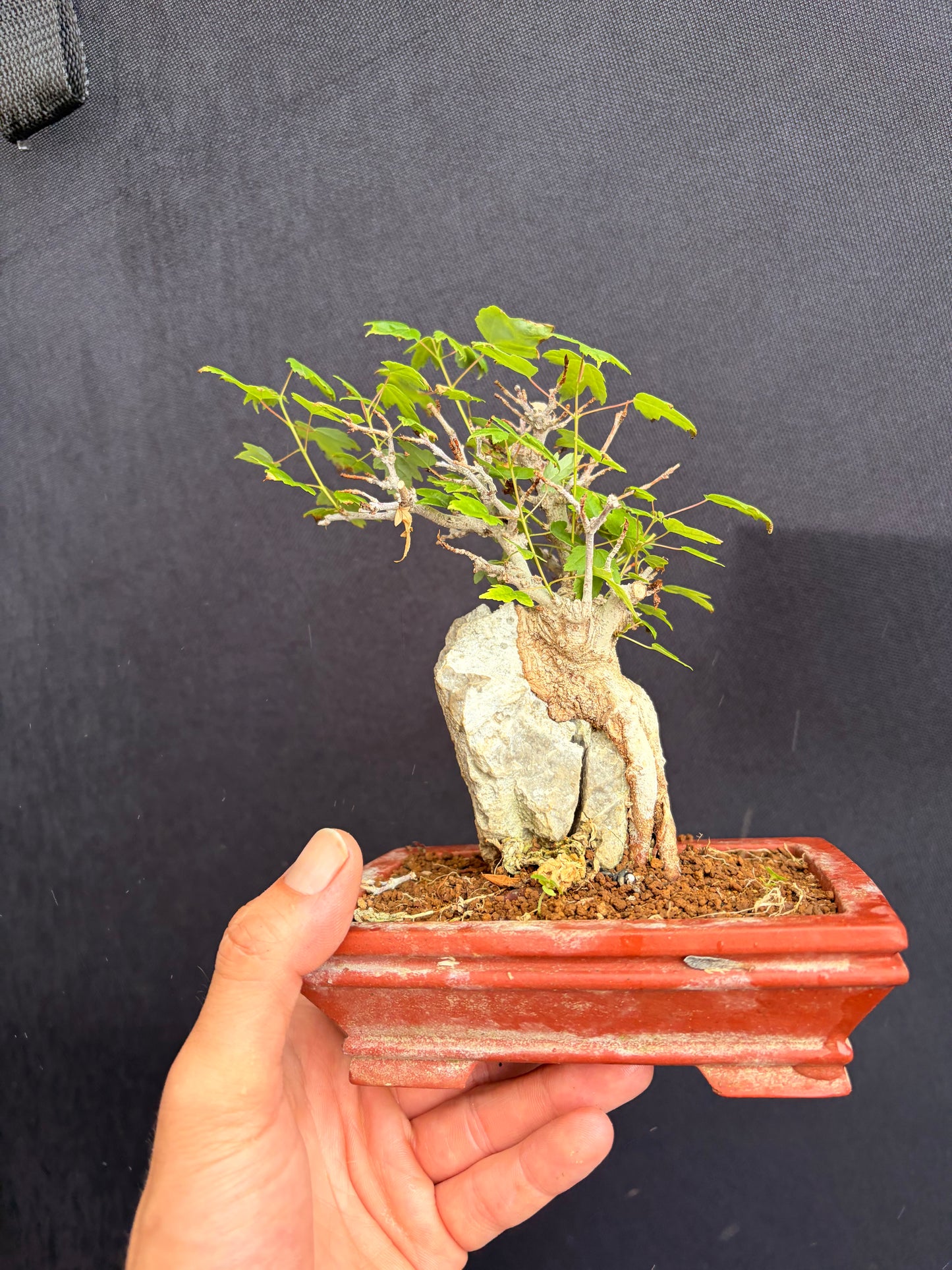 Trident maple root over rock