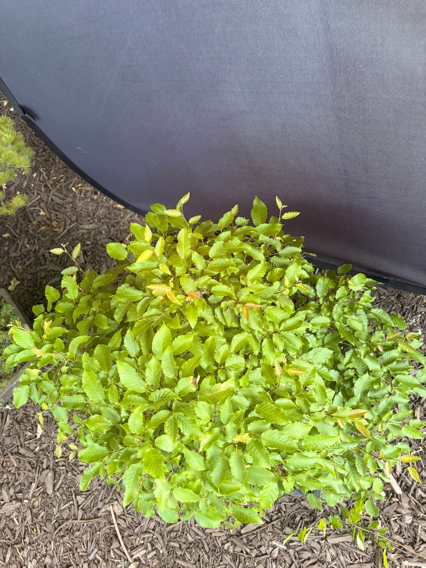American horbeam clump
