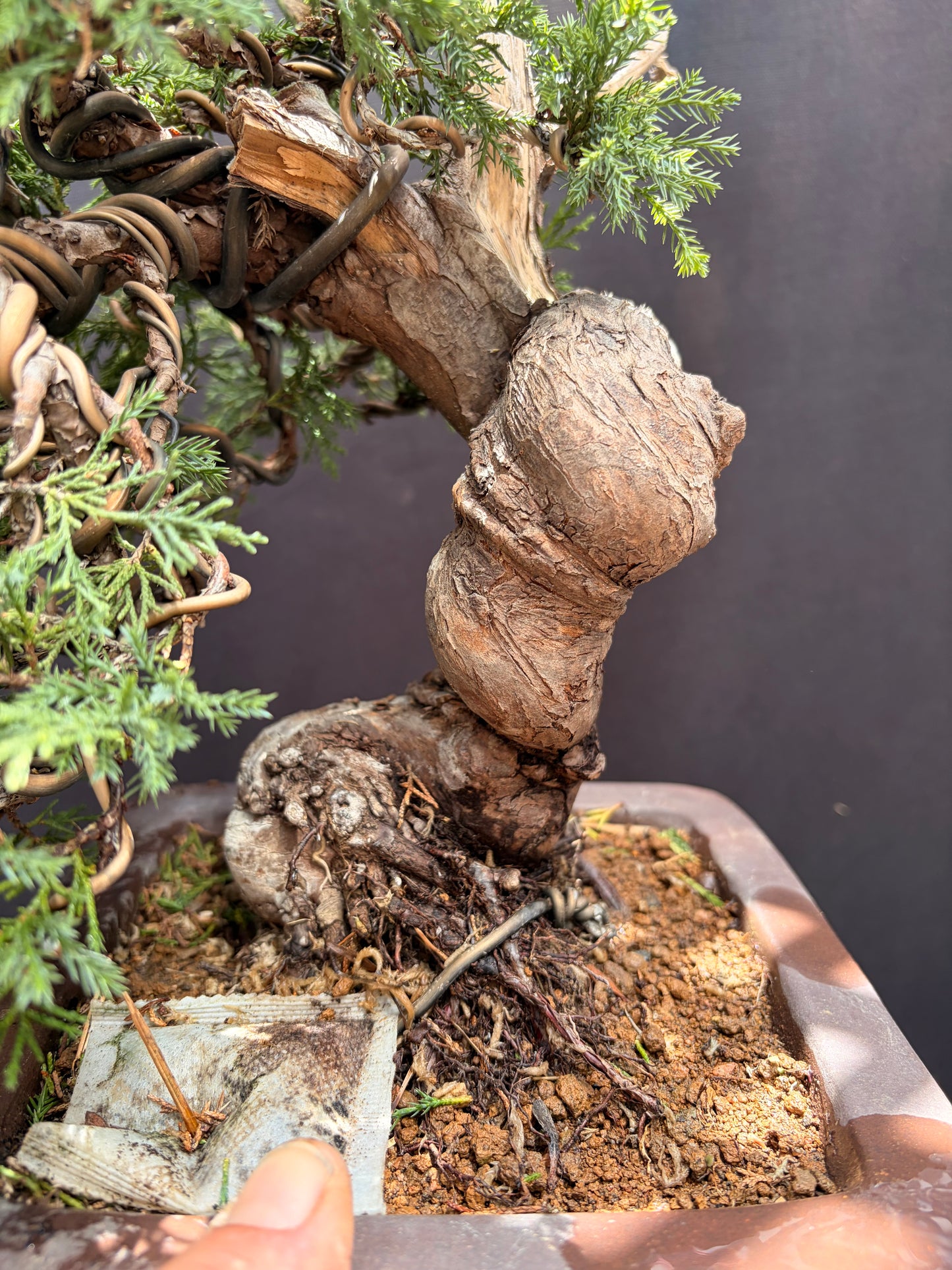 Shimpaku juniper itoigawa (Copy)