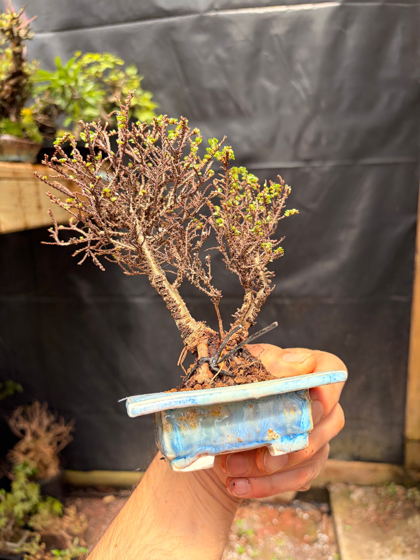Hokkaido Chinese elm