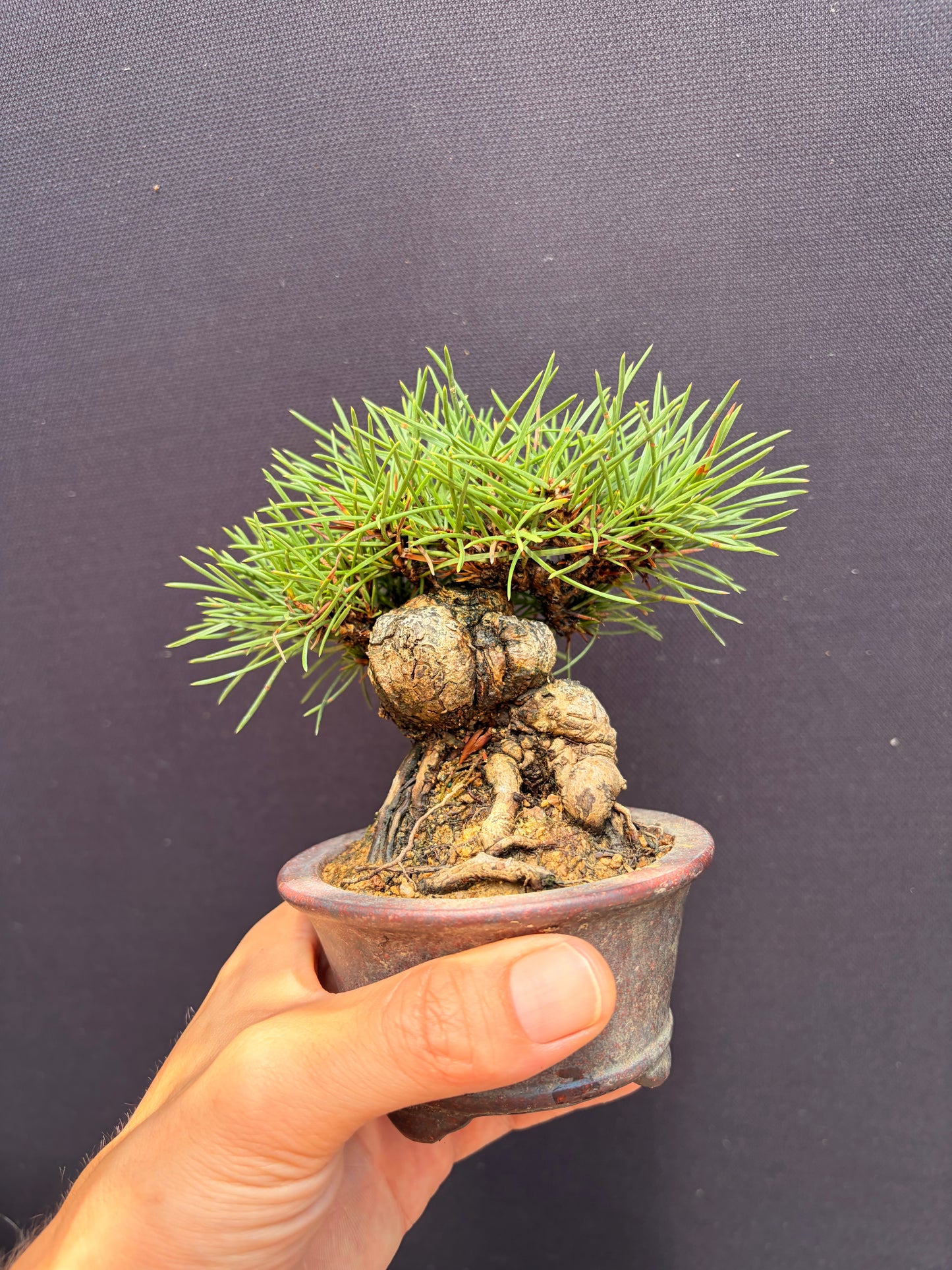Japanese black pine
