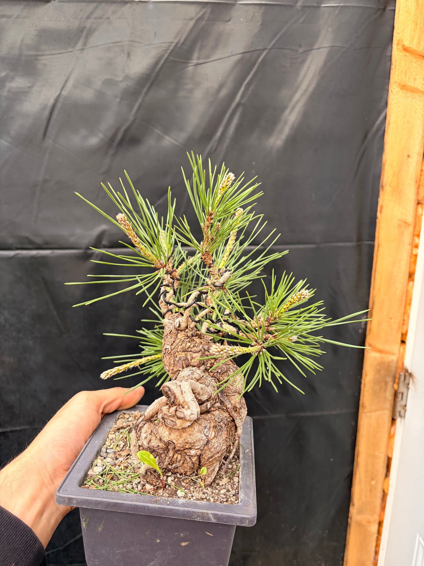Japanese black pine exposed roots