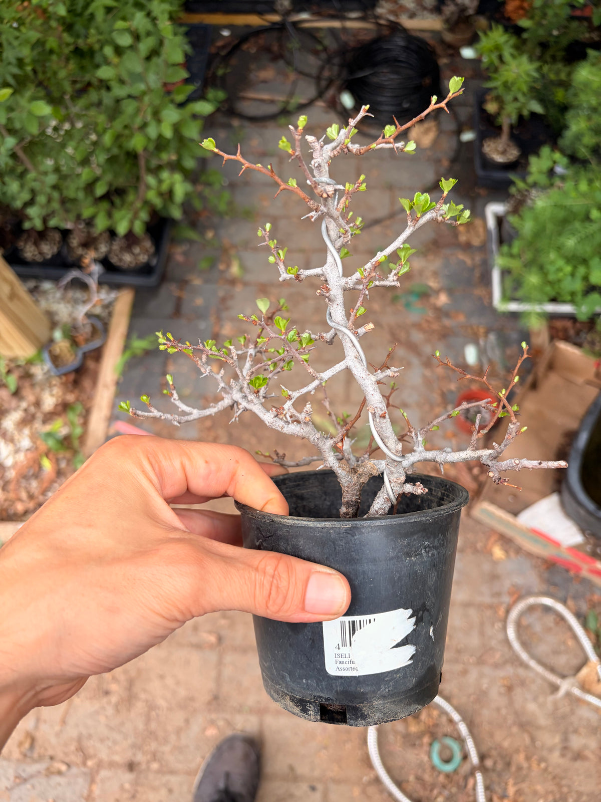 Japanese larch