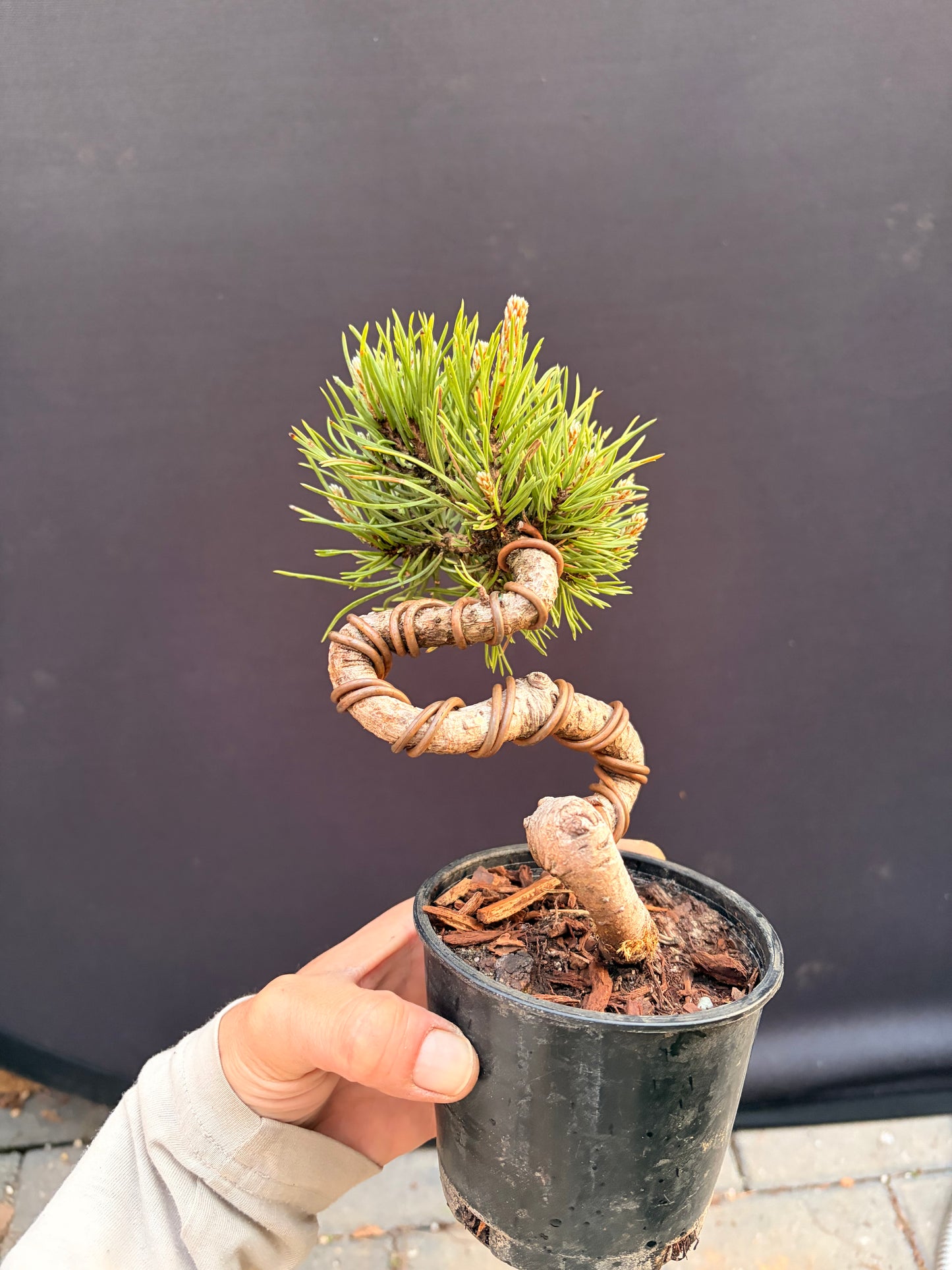 Mugo pine dwarf