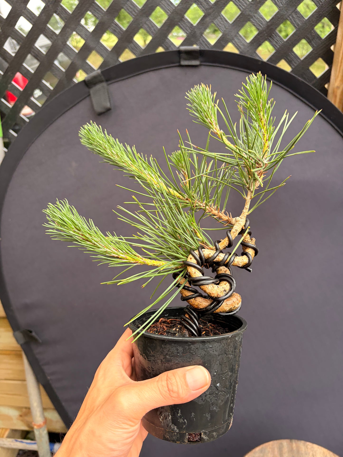 Japanese black pine