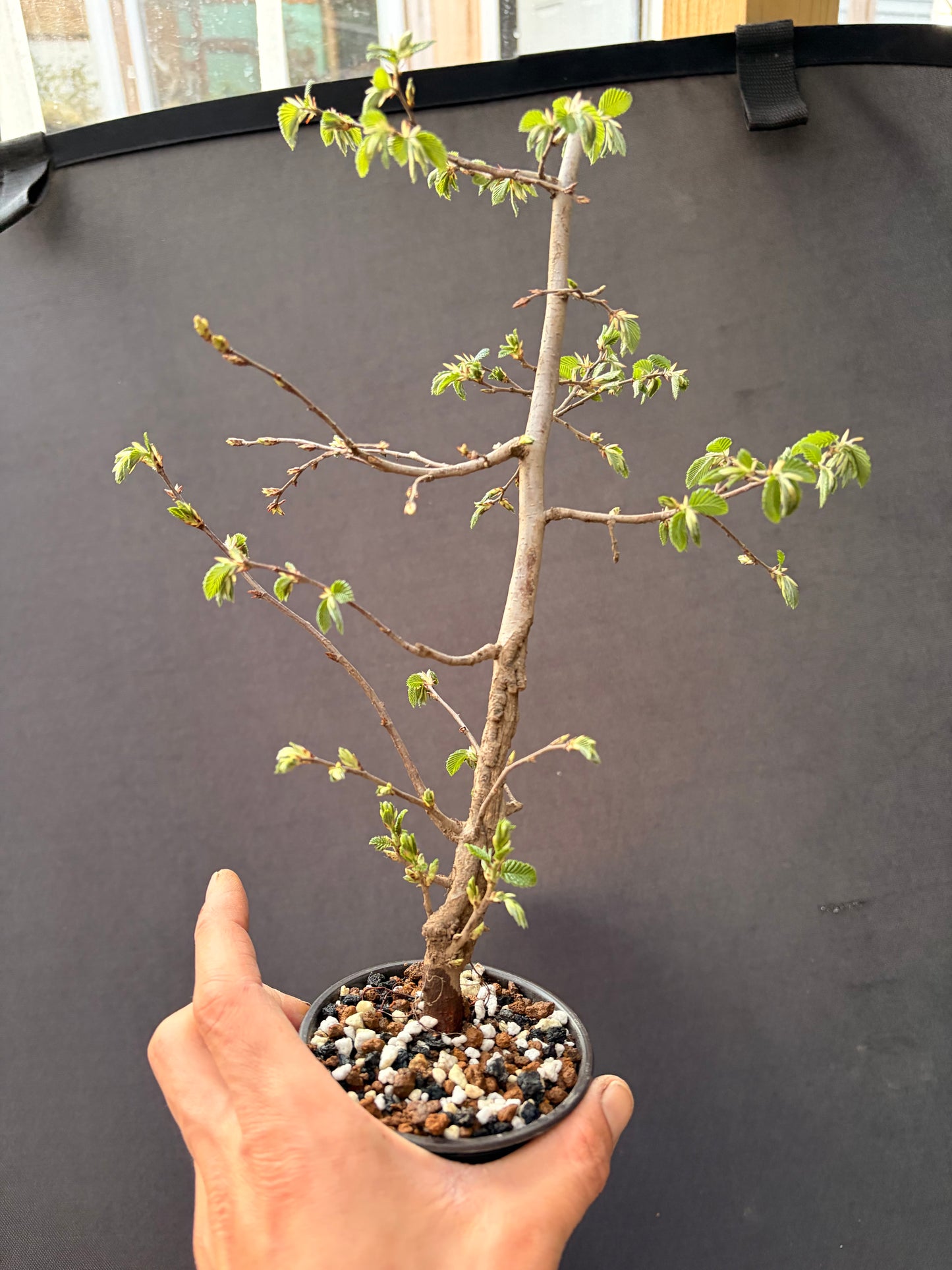 Korean hornbeam