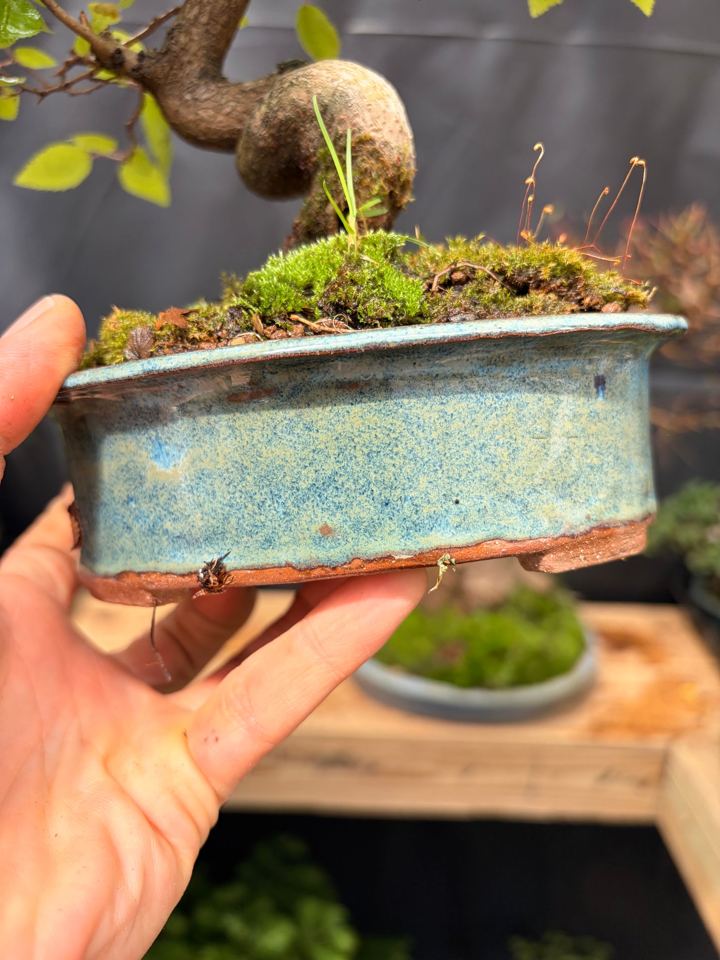 Korean hornbeam