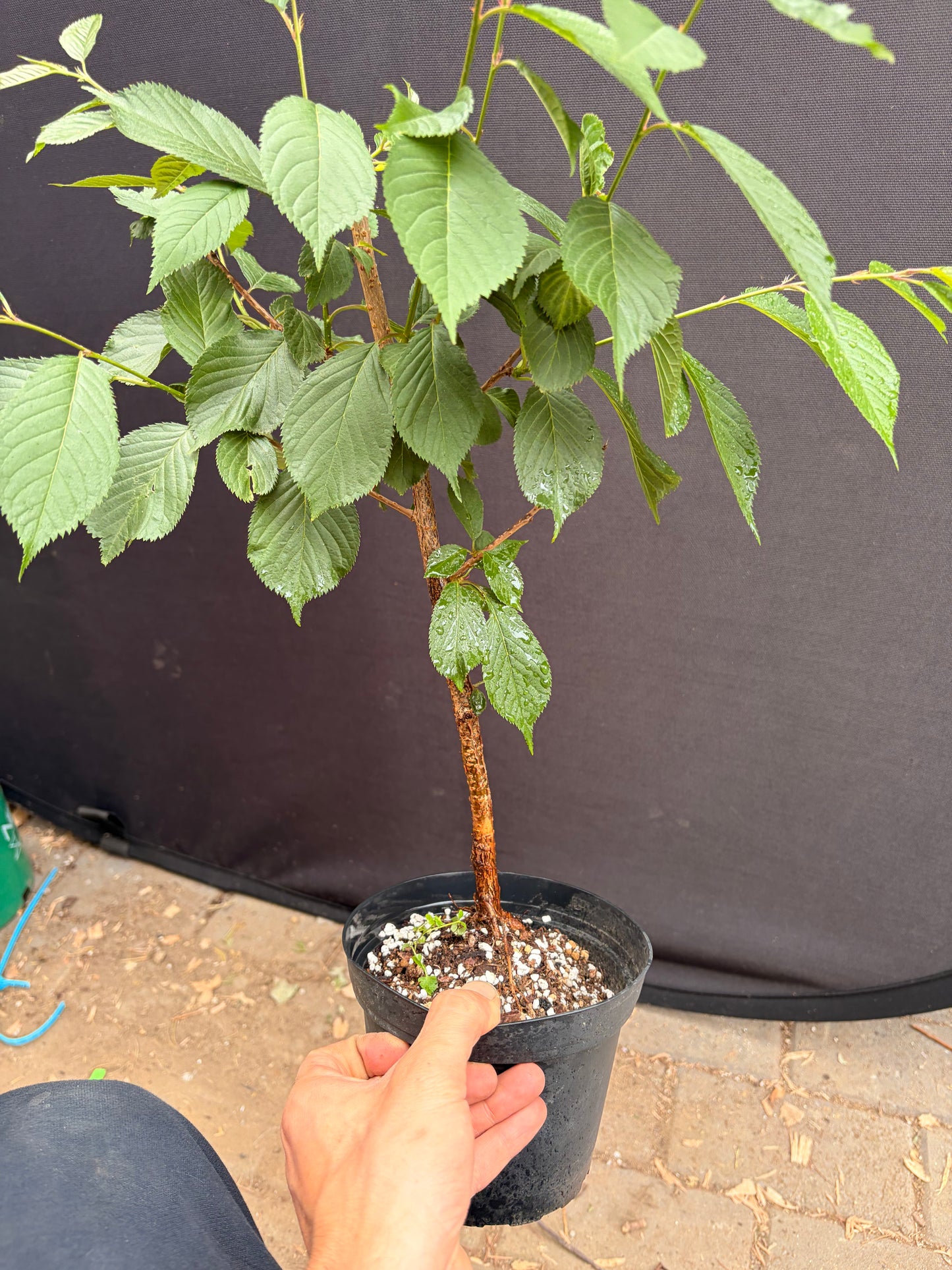 Prunus First Lady