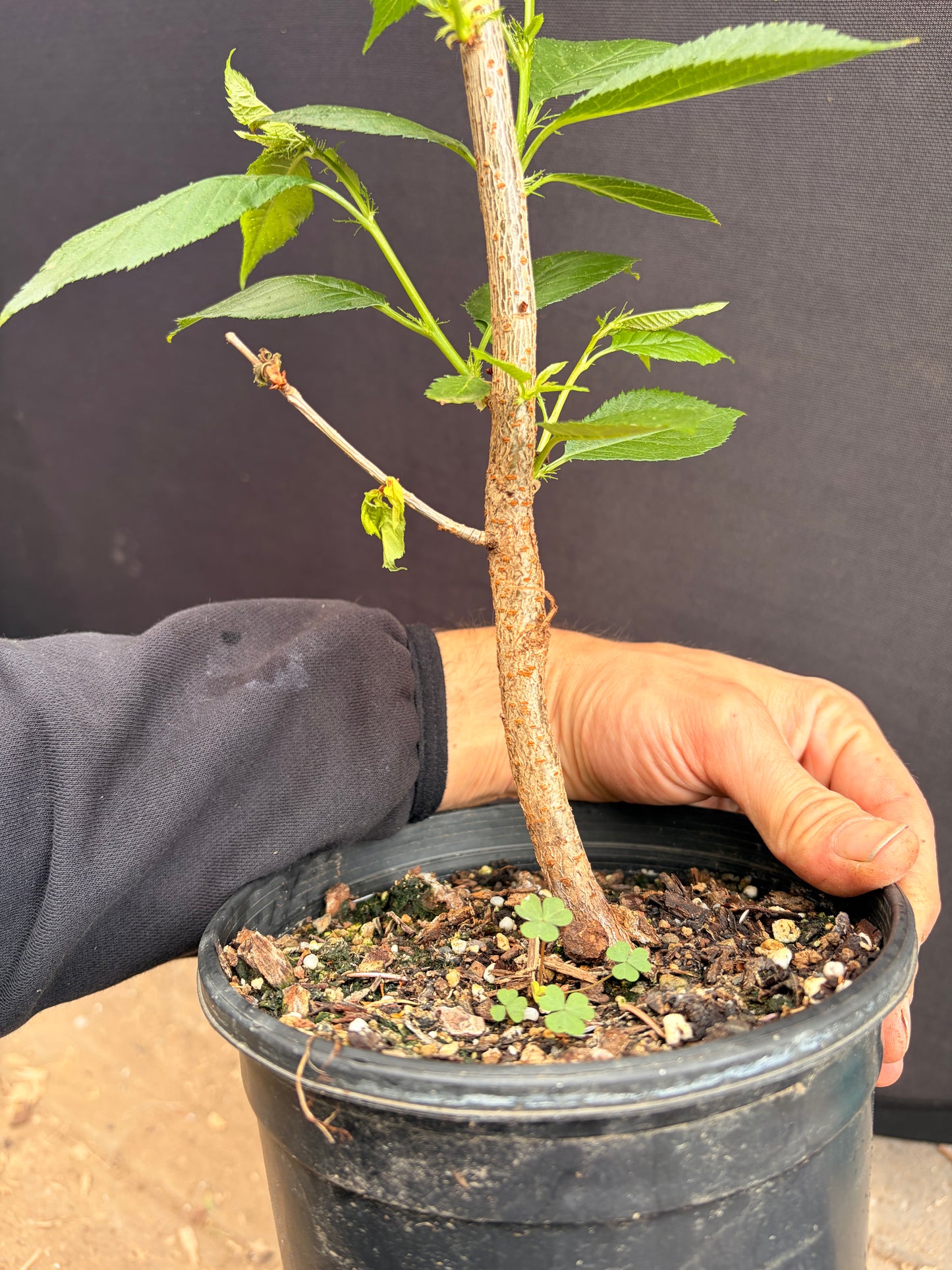 Prunus First Lady