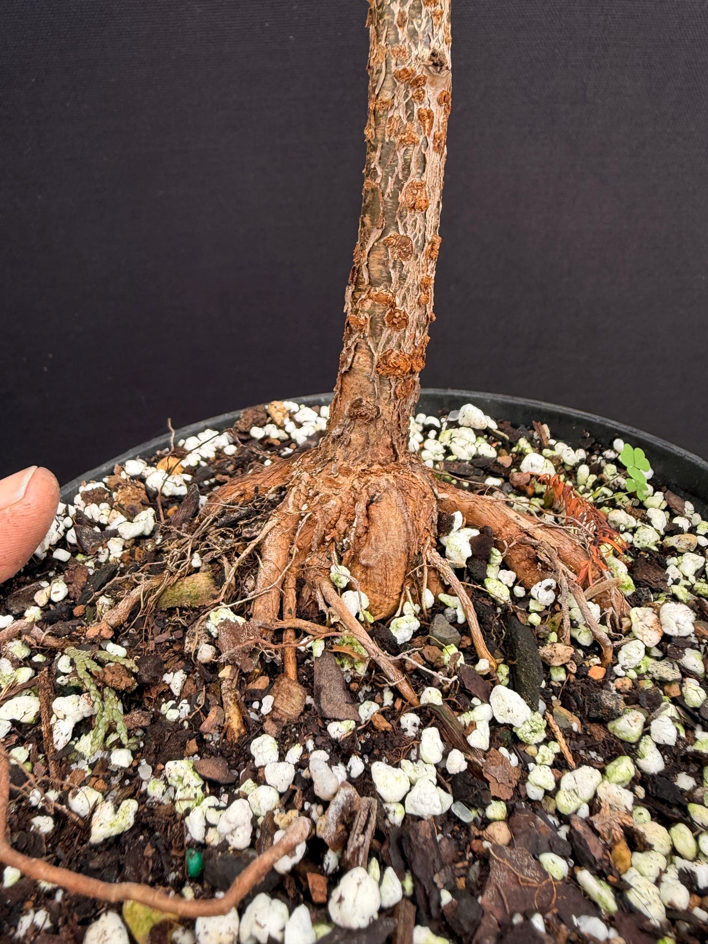 Prunus dreamcatcher