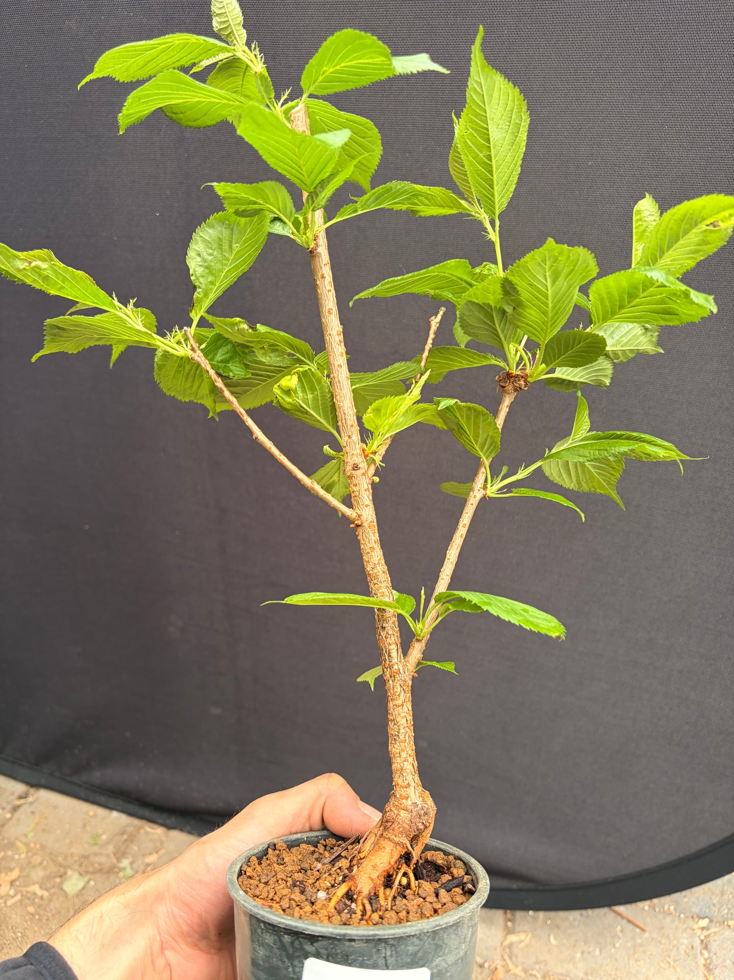 Prunus dreamcatcher