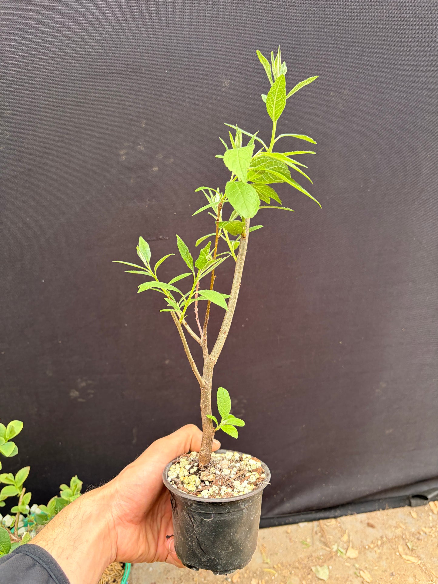 Small leaf silver berry