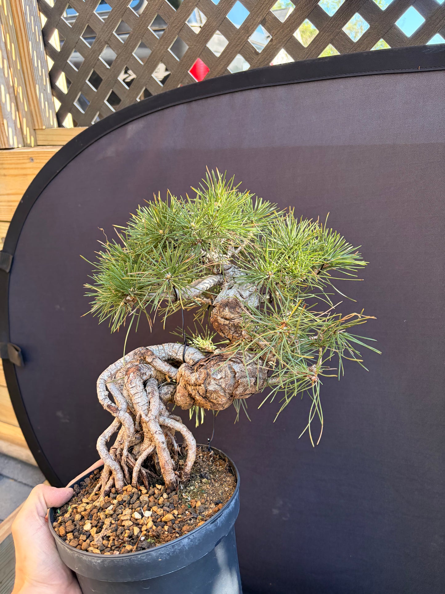 Japanese black pine exposed roots
