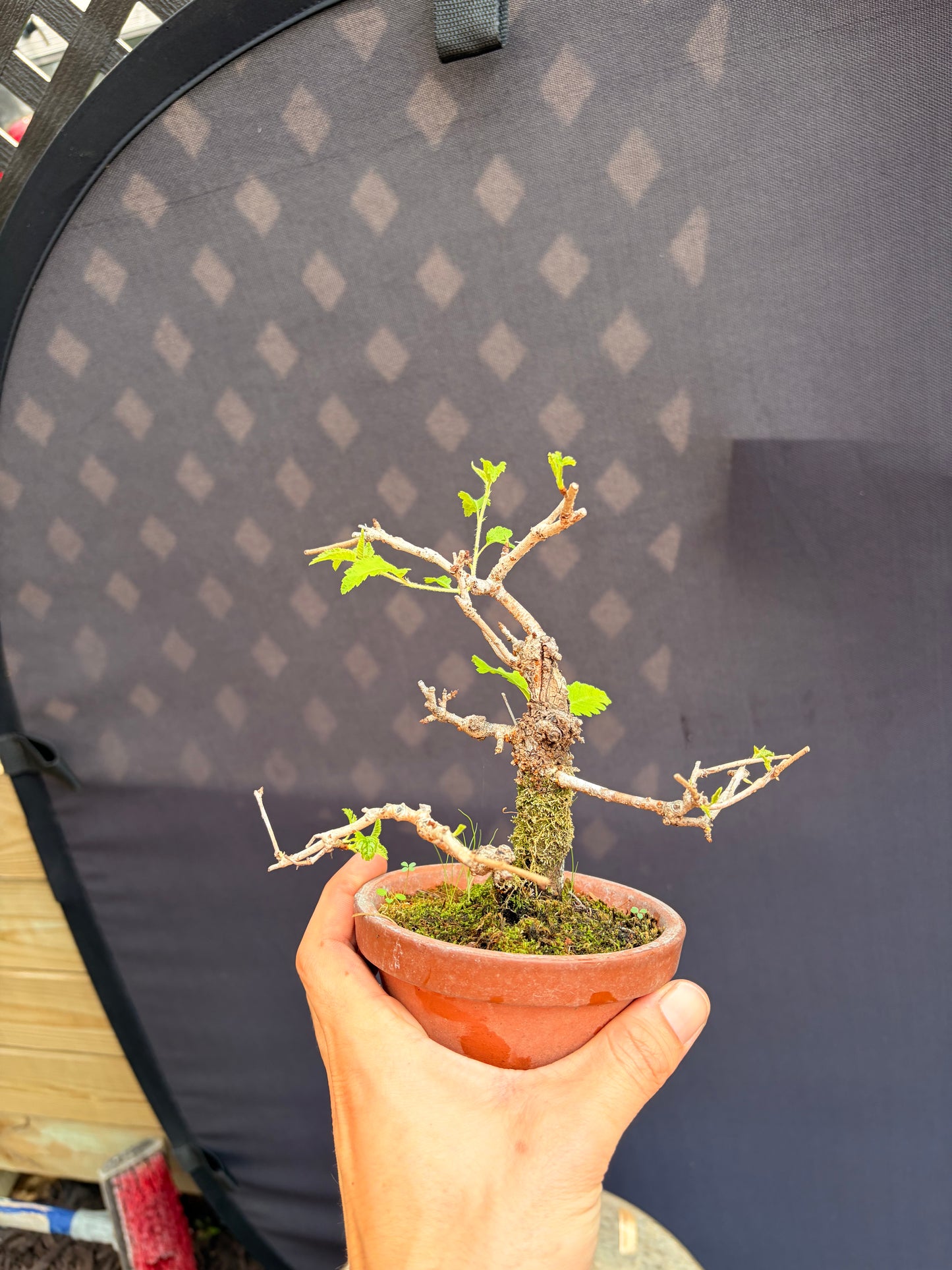 Ume