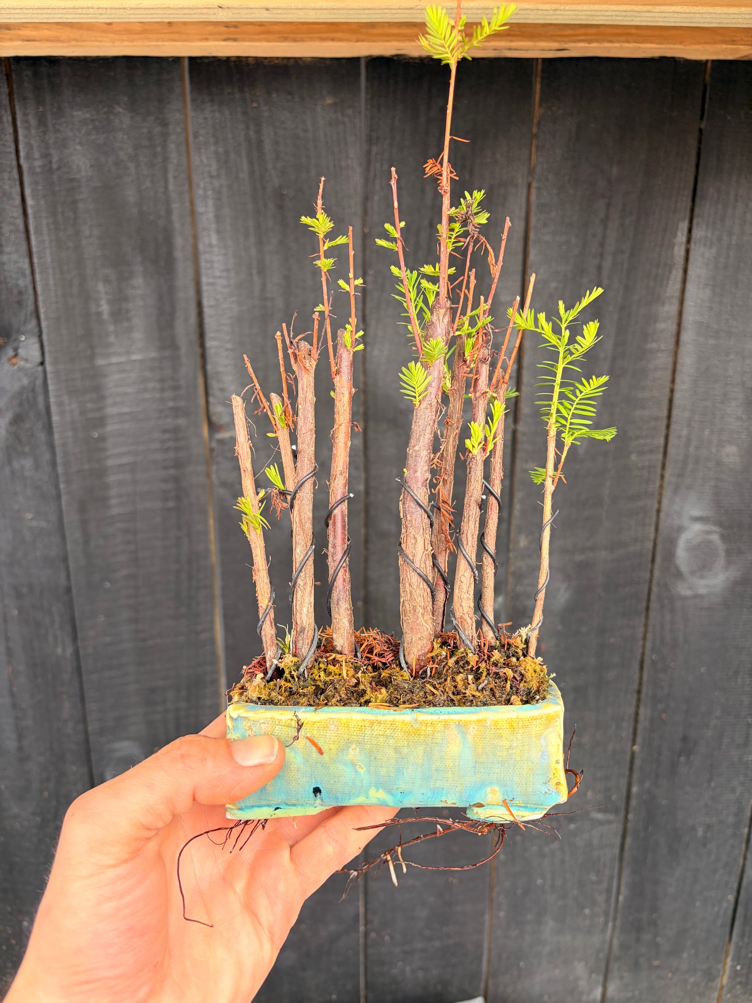 Bonsai under 125$