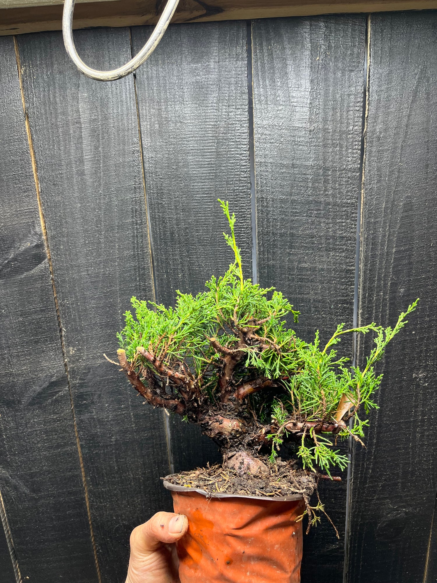Pre bonsai