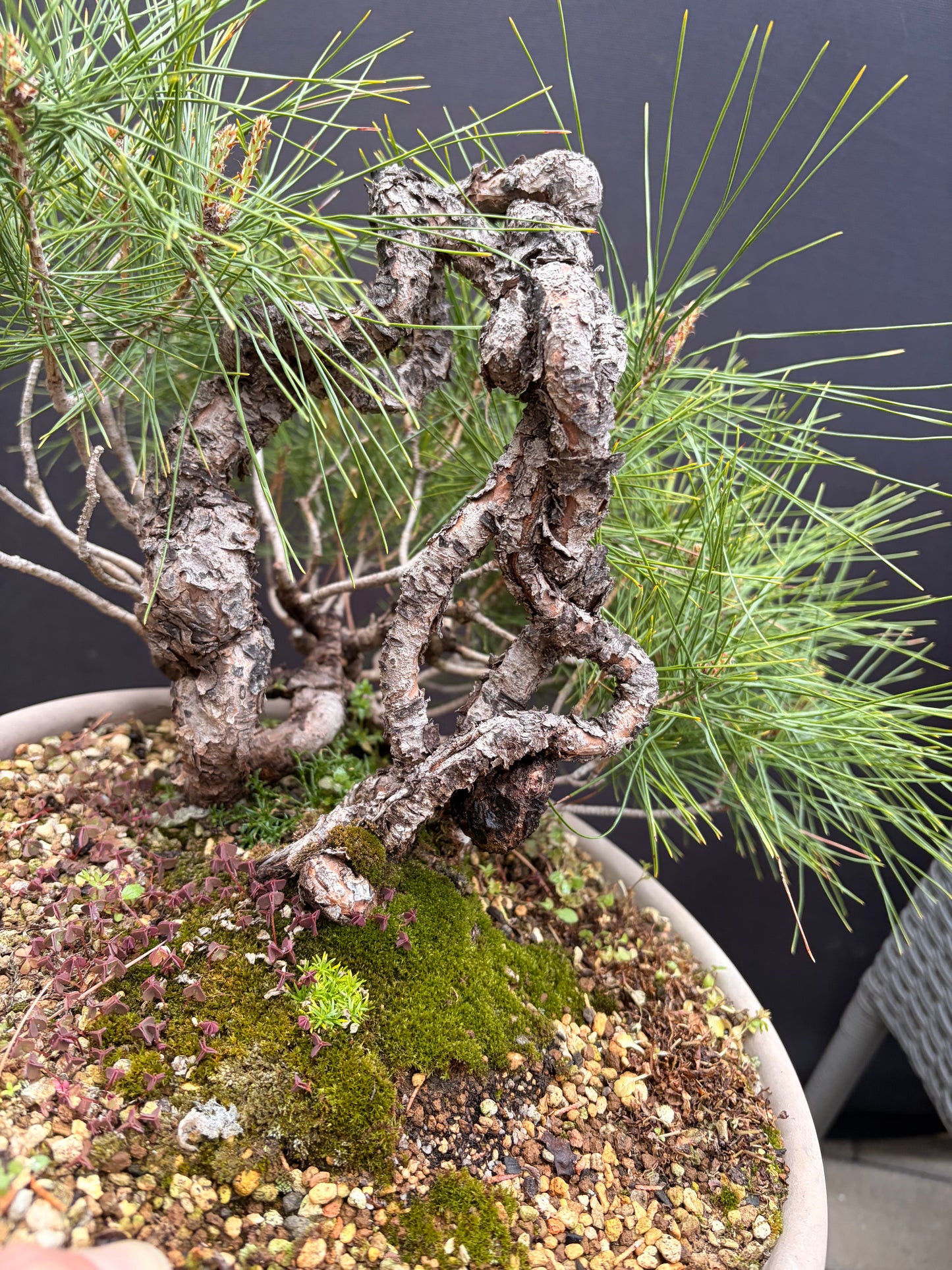 Japanese red pine